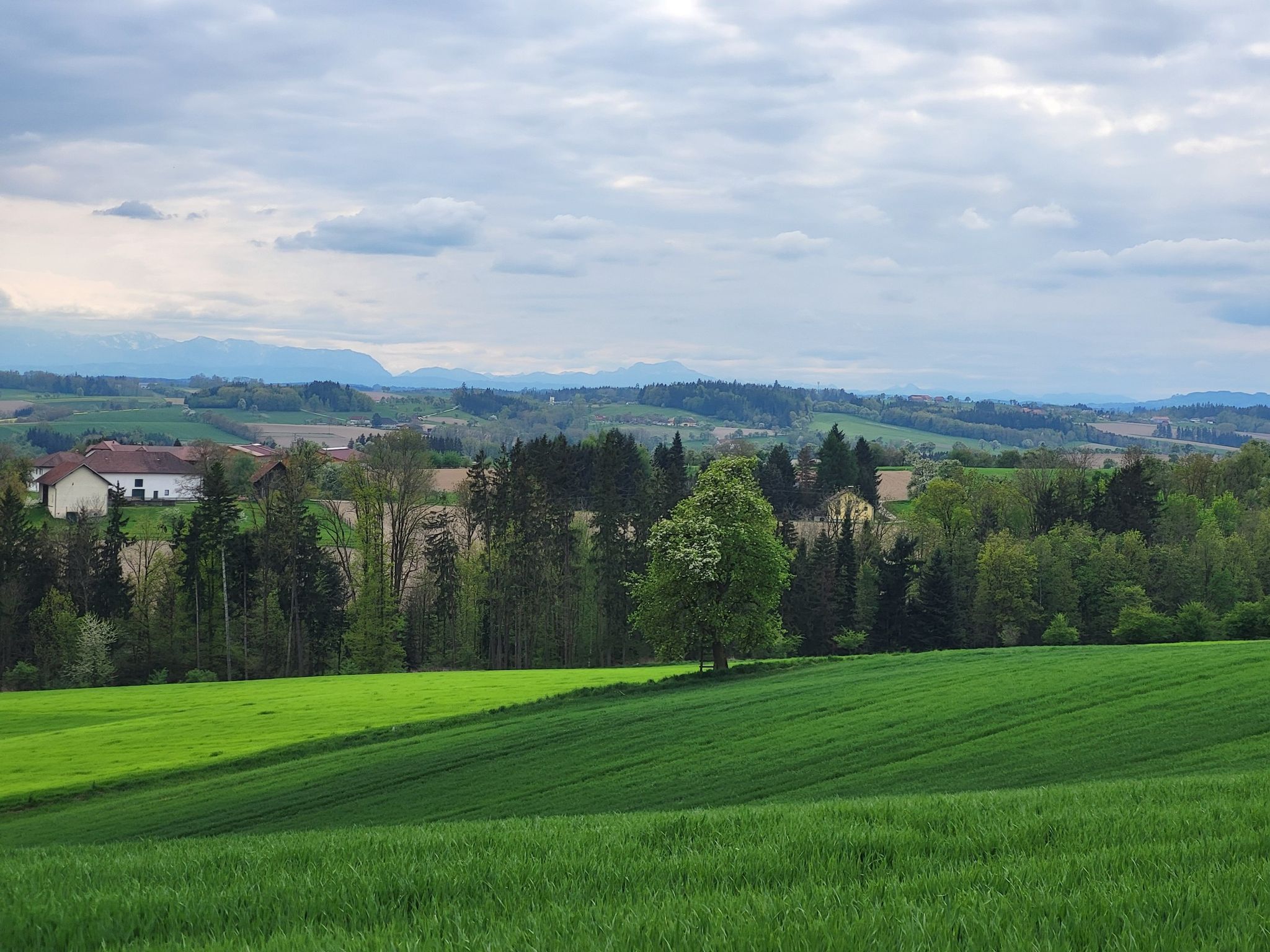 Pernau