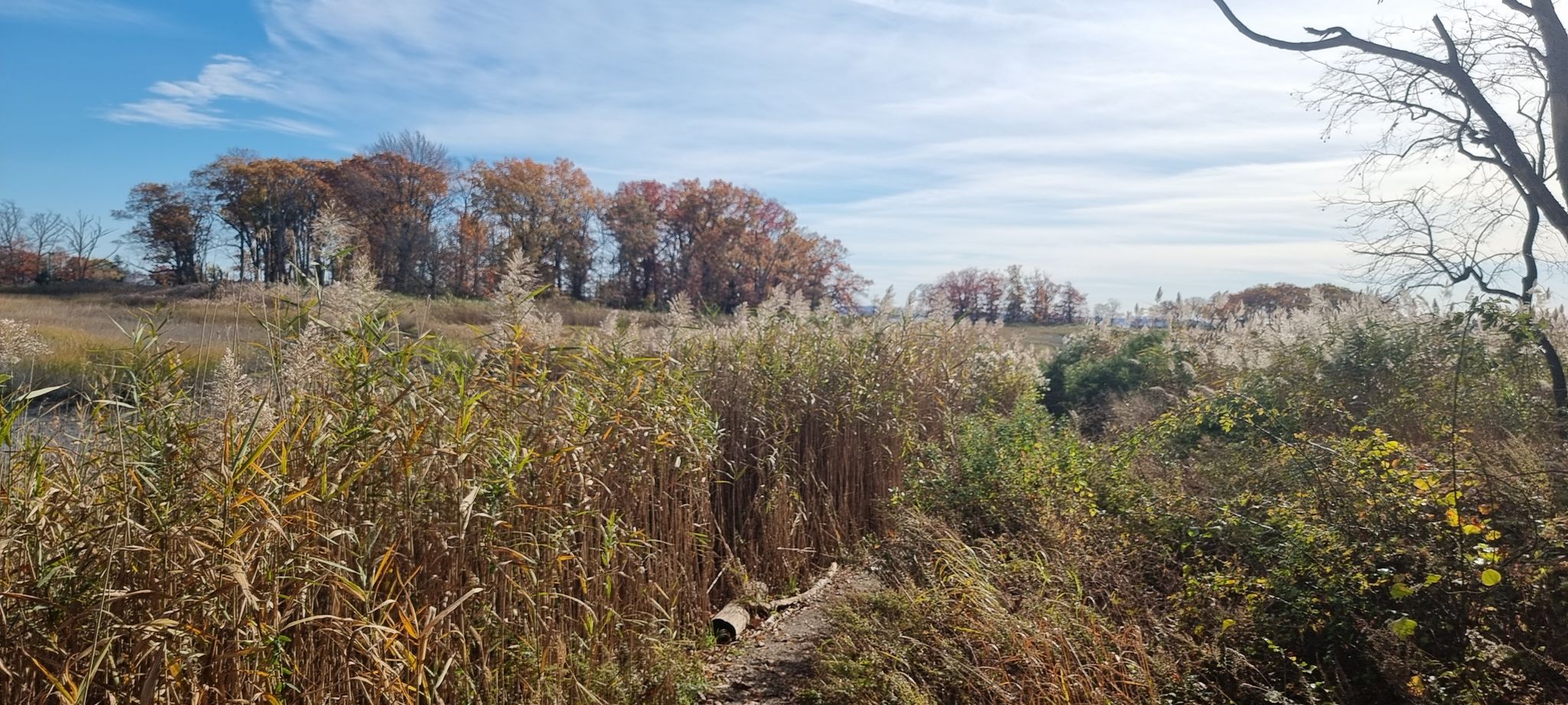 Tall golden grasses and autumn trees under a bright blue sky. - Marshlands Conservancy Loop