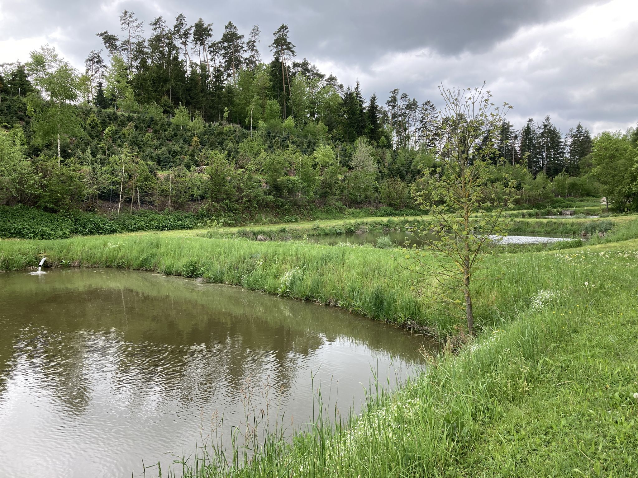 Die Karpfenweiher von Unterulsenbach