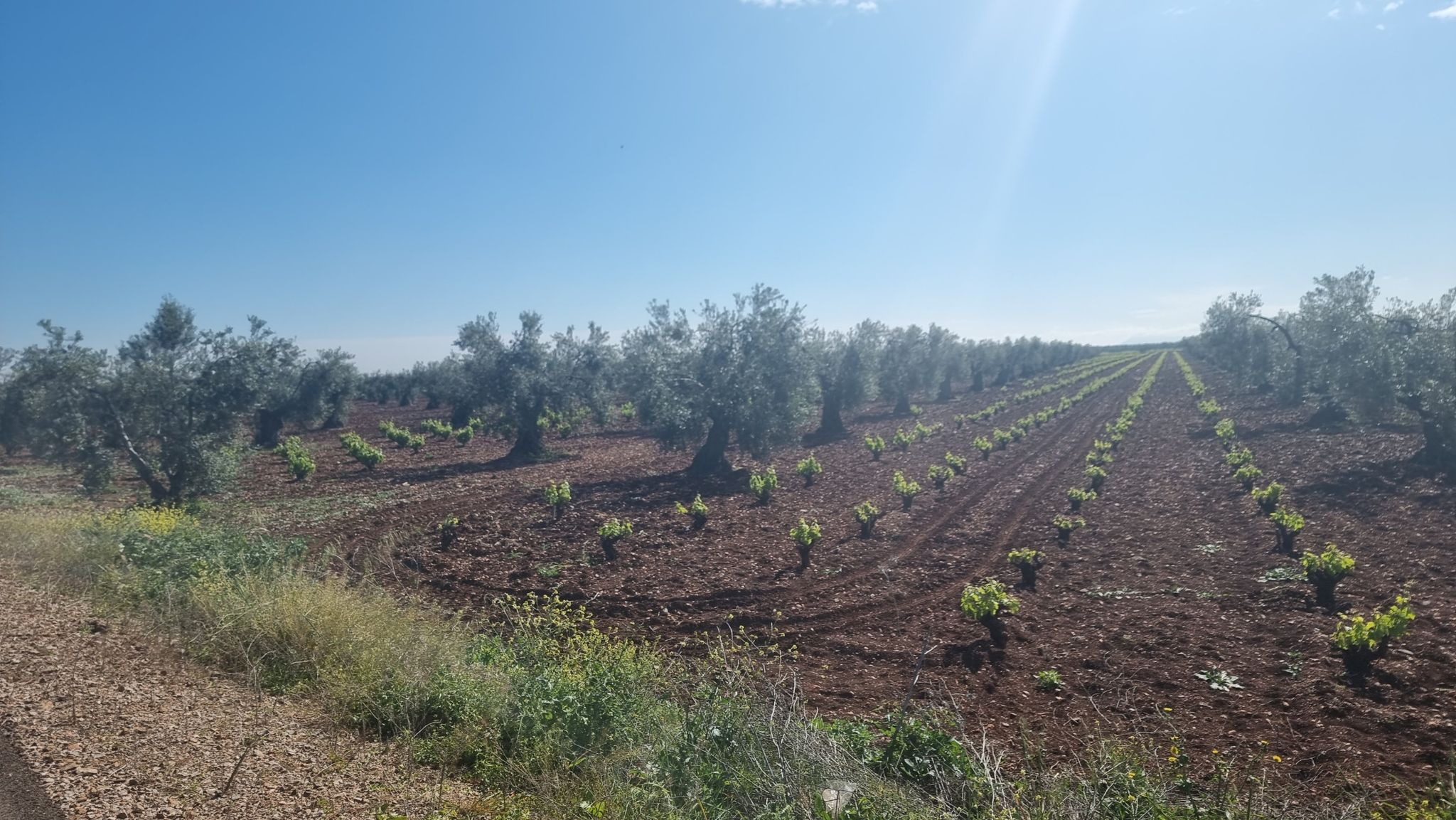 Oliven und Wein auf dem gleichen Feld