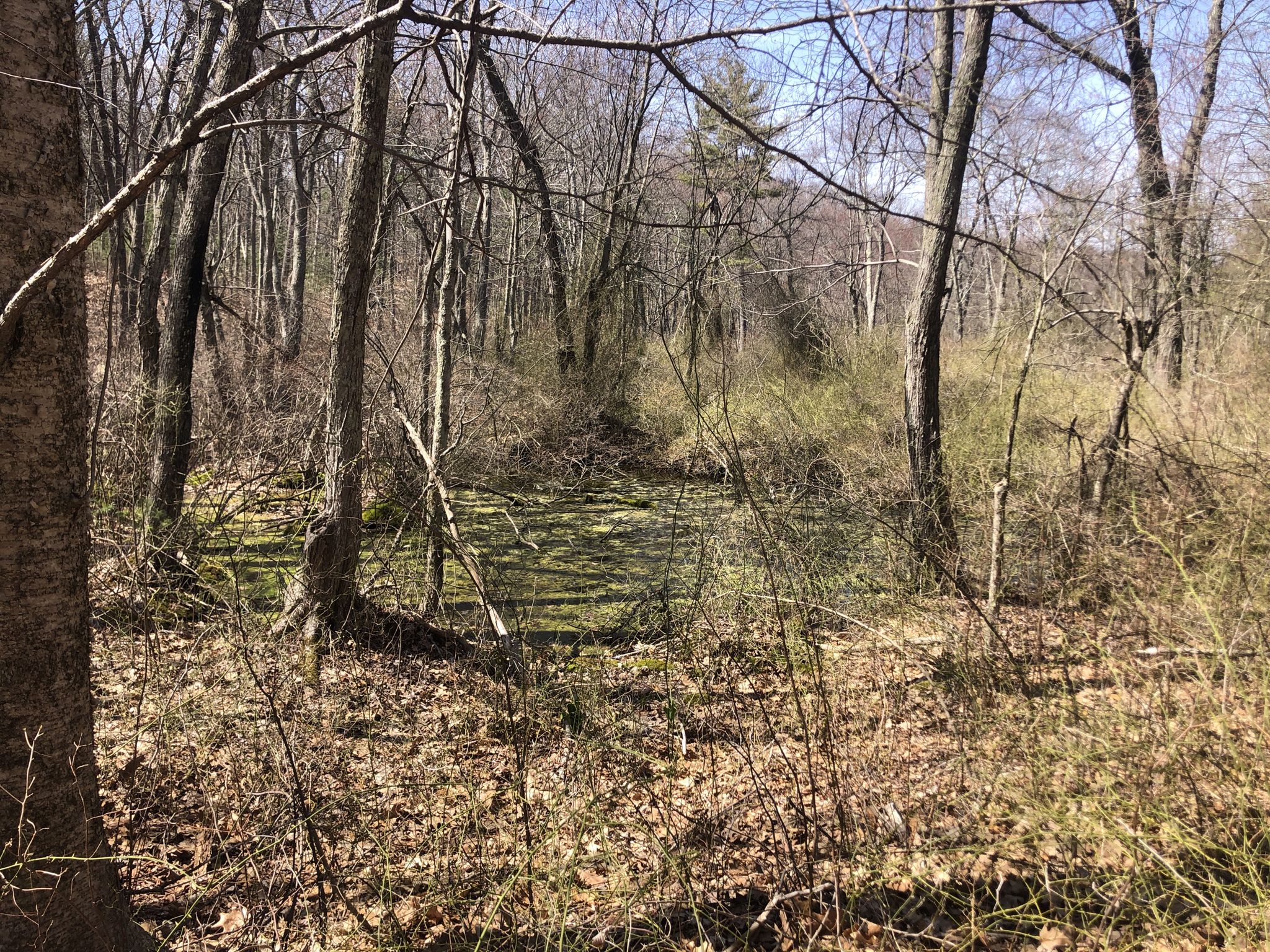 Sunny forest with bare trees and a mossy, swampy ground. - Noanet Woodlands loop