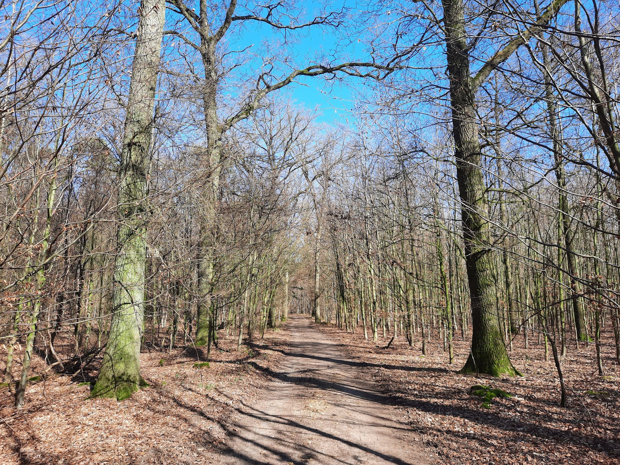 Hardter Wald