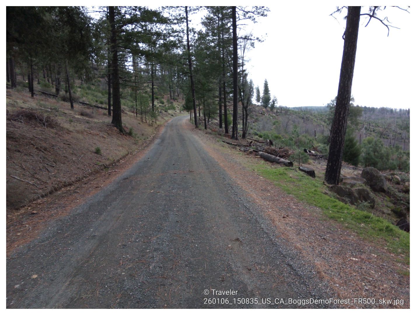 Gravel road winding uphill through a dense pine forest under an overcast sky. - Boggs Mountain Loop