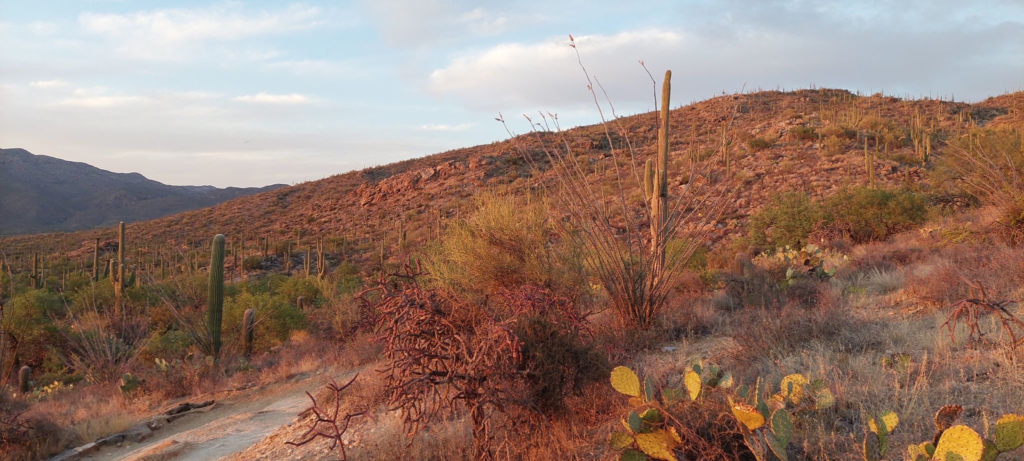 Desert hills bathed in golden light with saguaro and prickly pear cacti. - Douglas Spring Trail loop from Scotts Knob