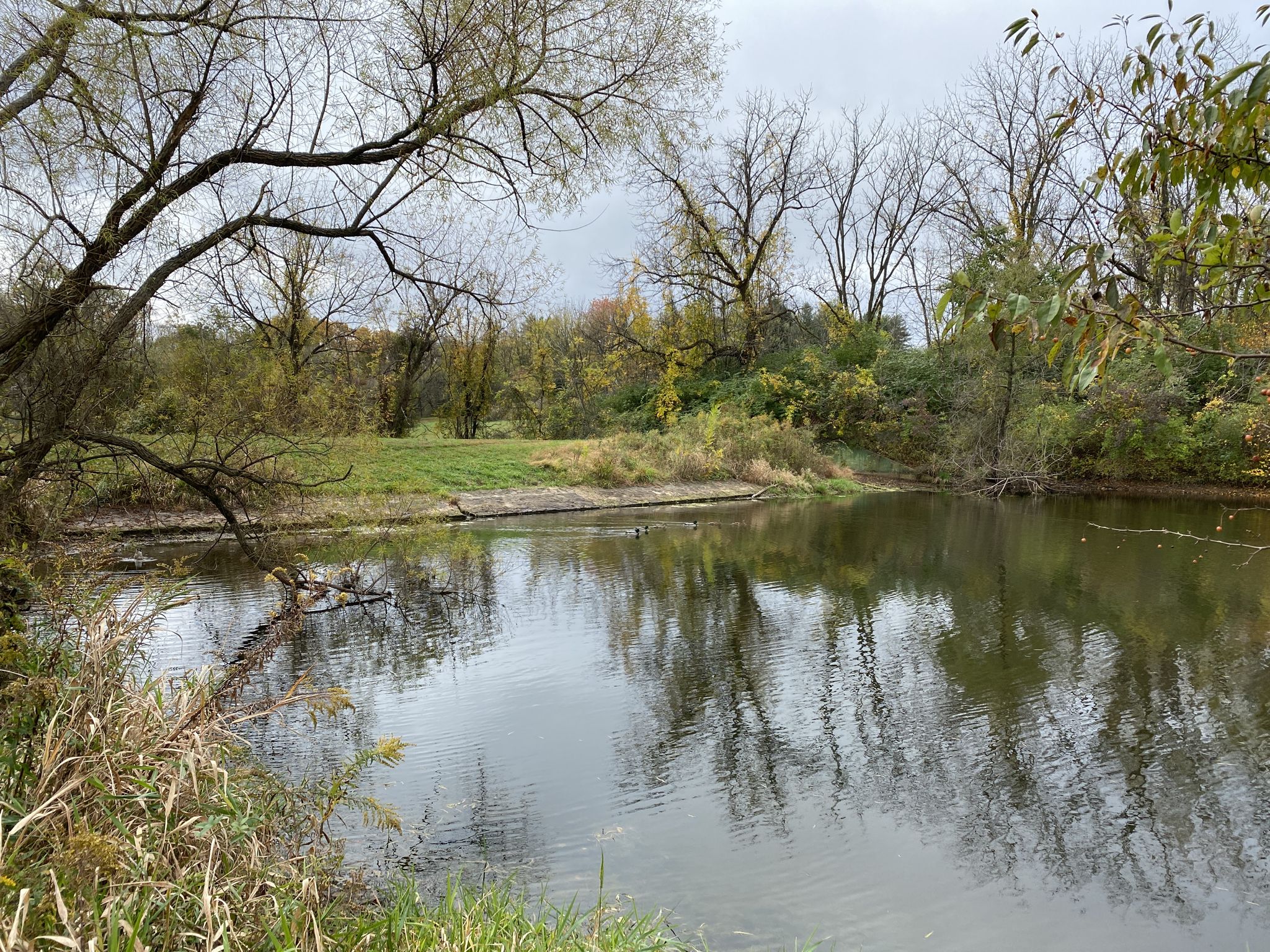 Calm pond reflecting bare and green trees under an overcast sky. - George Lorimer Preserve Loop