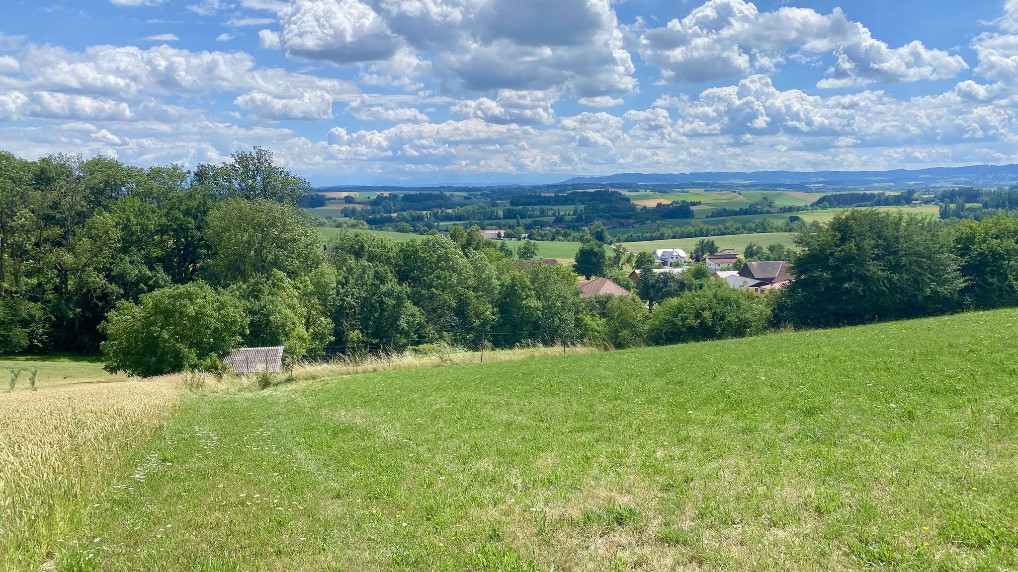 Wiesenweg zur Straußenfarm