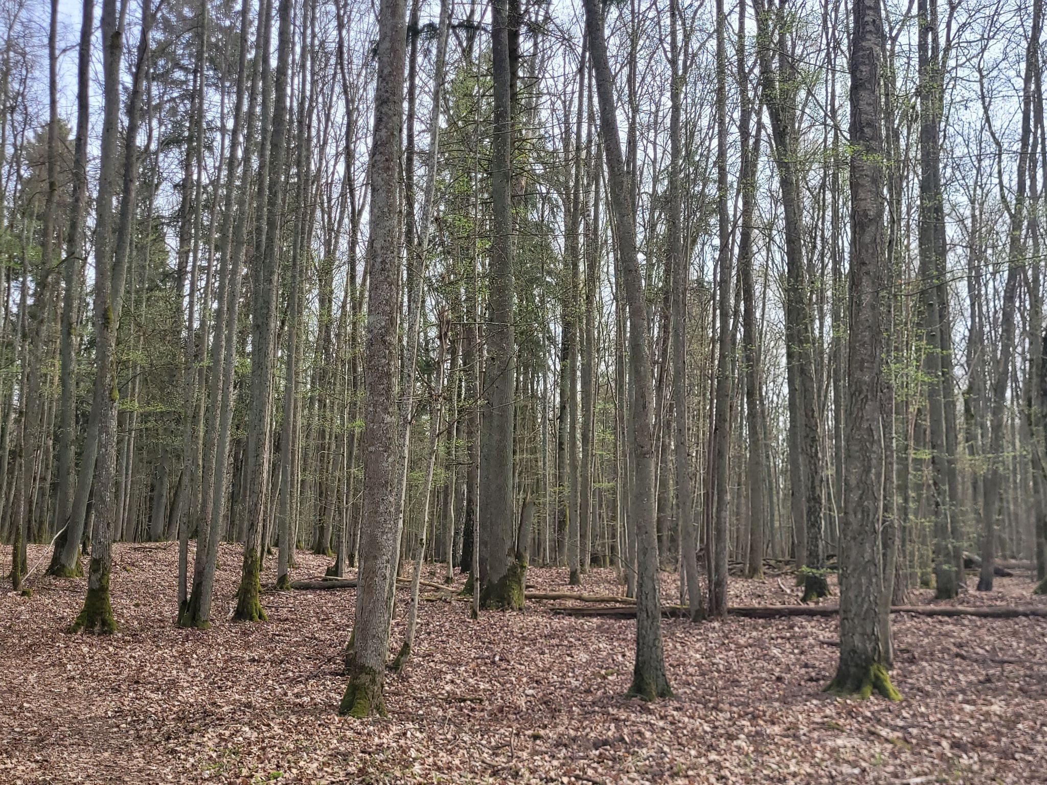 Sroblynų miško buveinė