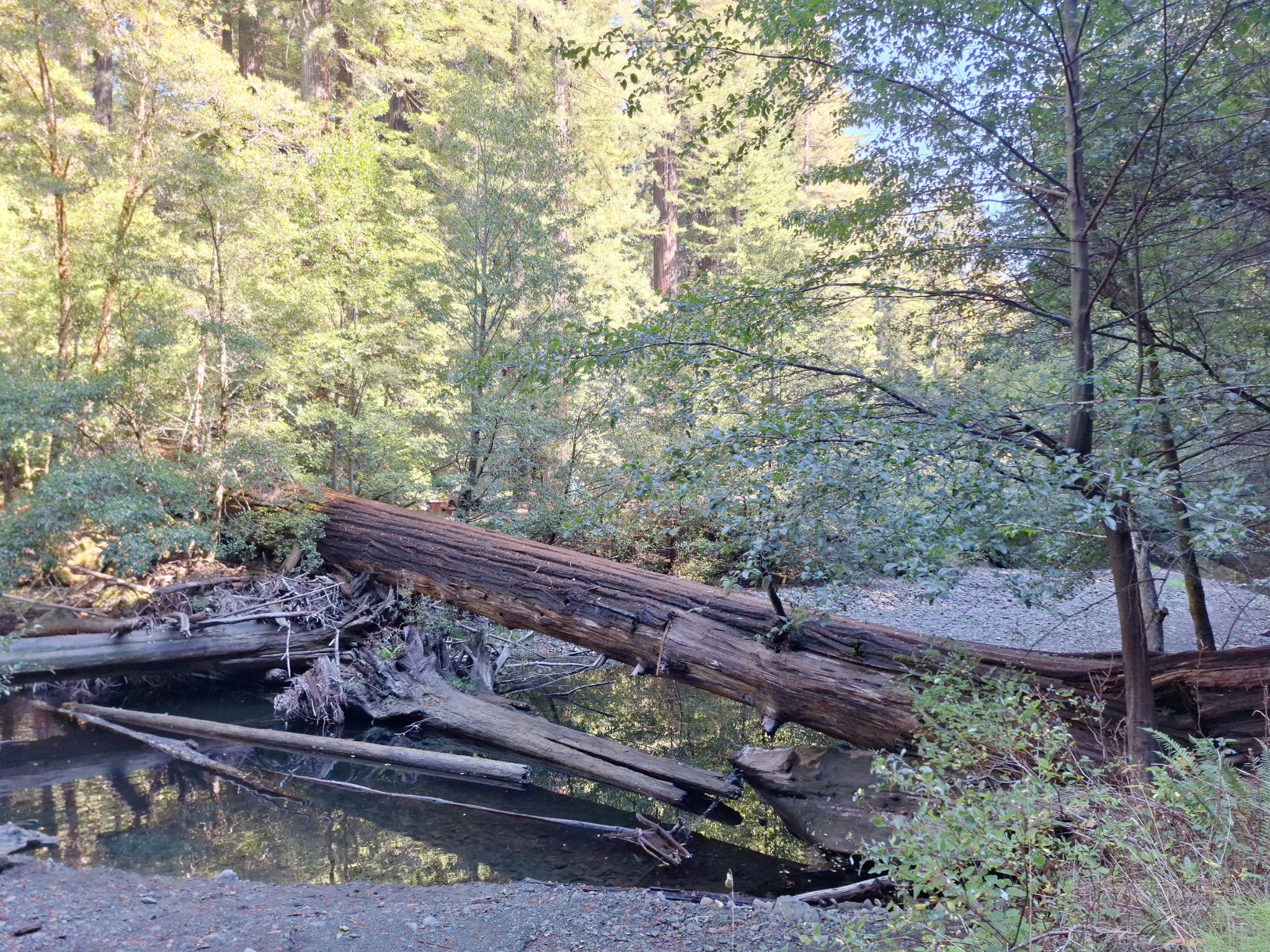 Several large fallen logs lie across a shallow, rocky forest stream. - Homestead and Bull Creek Trail North Loop