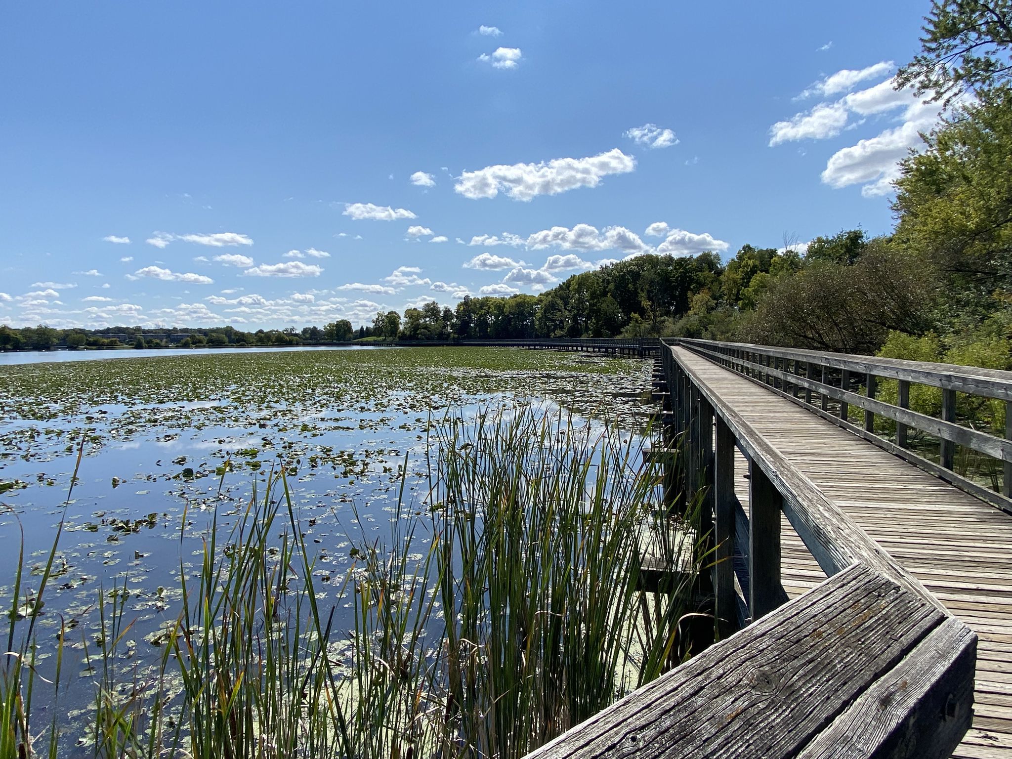 Wooden boardwalk next to a lake covered in lily pads under a blue sky. - Iron Belle and Border-to-Border Trail Loop