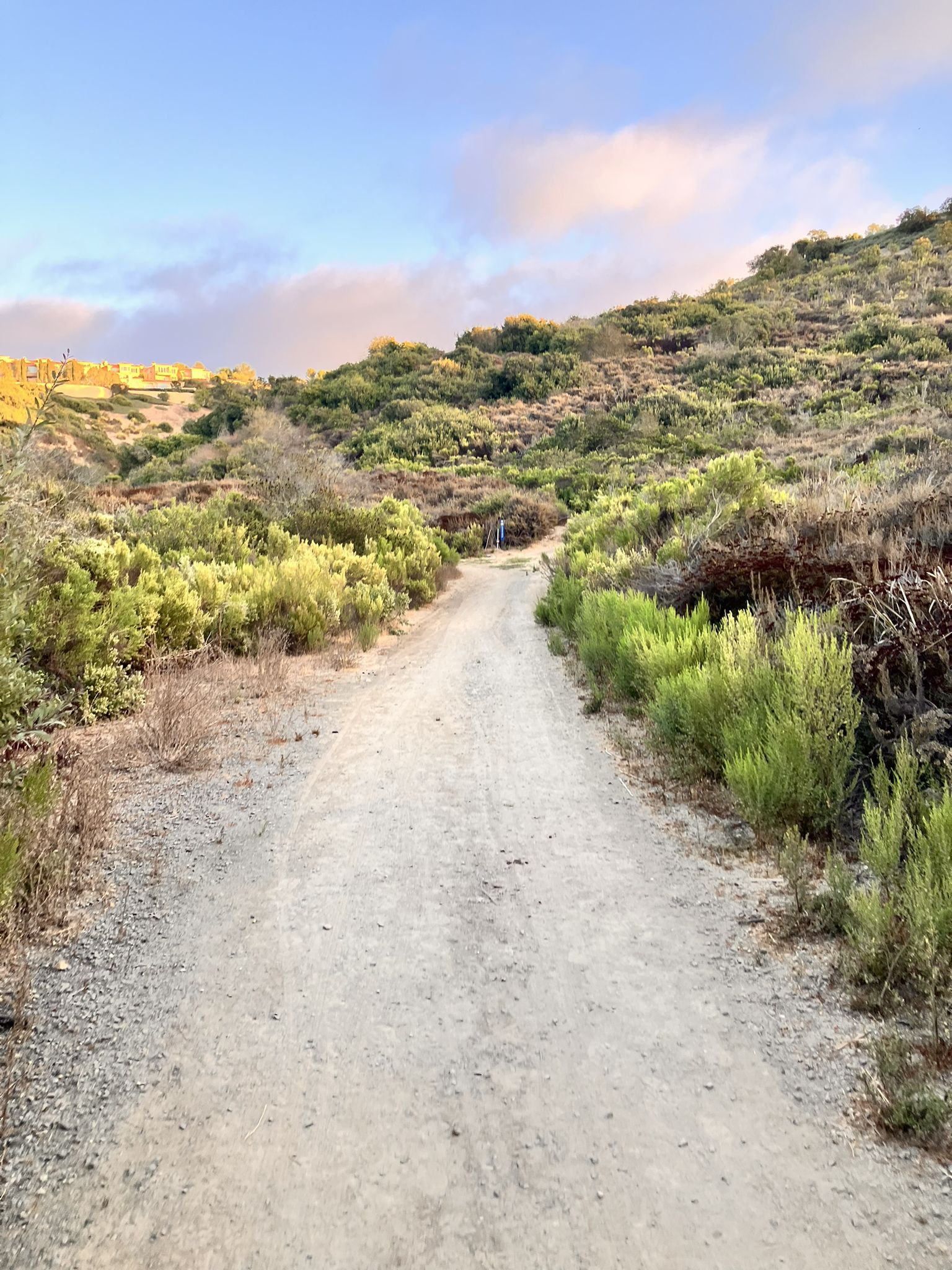 Wide dirt path ascending between green brush under a soft, pink-tinged sky. - Buck Gully Loop