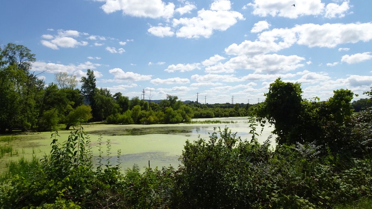 Green algae covers a pond surrounded by dense trees under a bright, cloudy sky. - Riverside Park – La Crosse Marsh loop from La Crosse