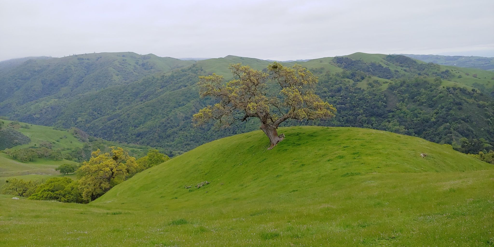 A solitary tree stands on a vibrant green hill under an overcast sky. - Canyon View, McCorkle, Eagle View, and Flag Hill Loop