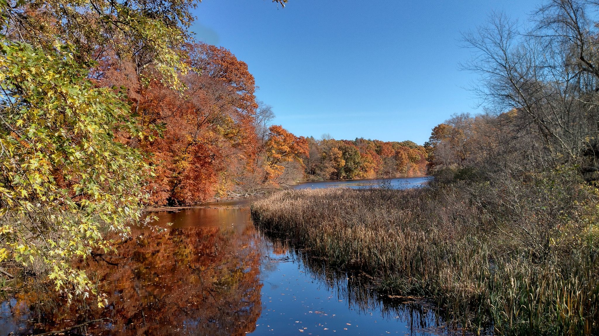 Vibrant autumn trees reflect in a calm river with reeds under a blue sky. - Olney Pond via Les Parson loop