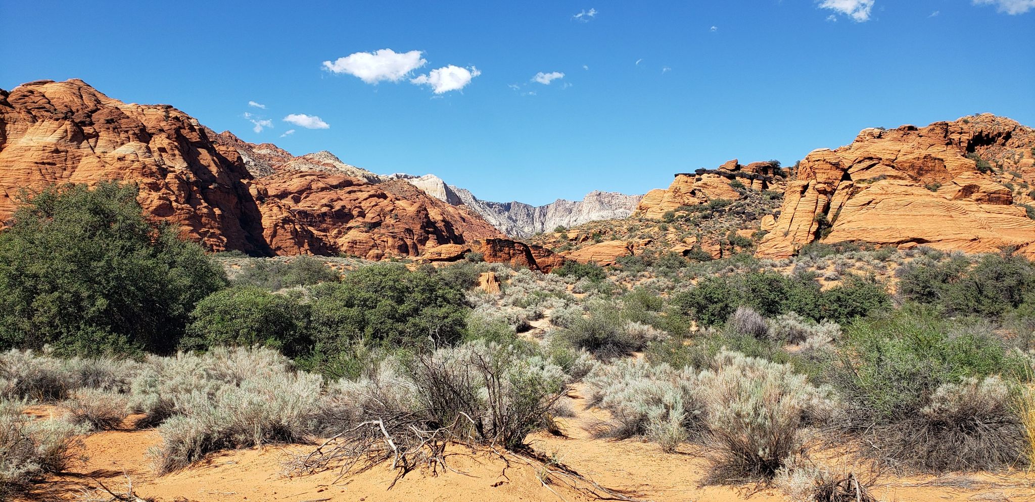 Desert valley with dense shrubs leading to towering red rock cliffs under blue sky. - Padre Canyon Loop