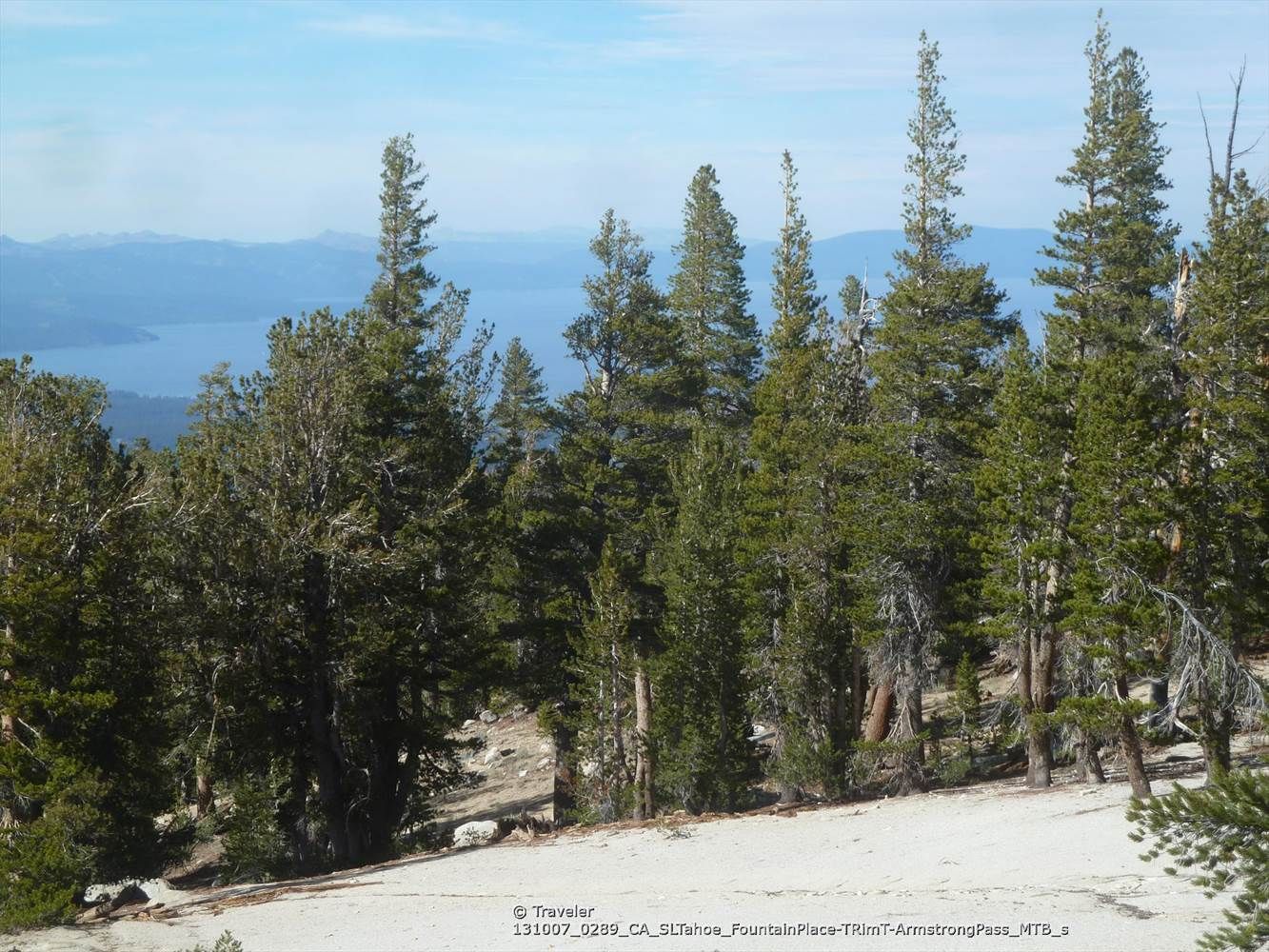 Tall pine trees on a slope overlooking a distant body of water. - Armstrong to Strawberry loop