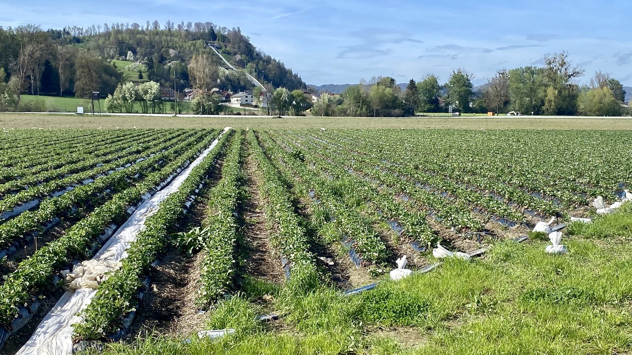 blühende Erdbeeren am 5.4.