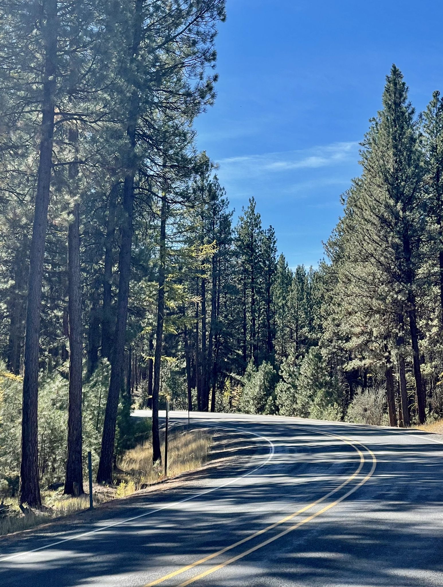 Winding road through a dense pine forest under a bright blue sky. - Baker, Unity & Phillips Lake loop