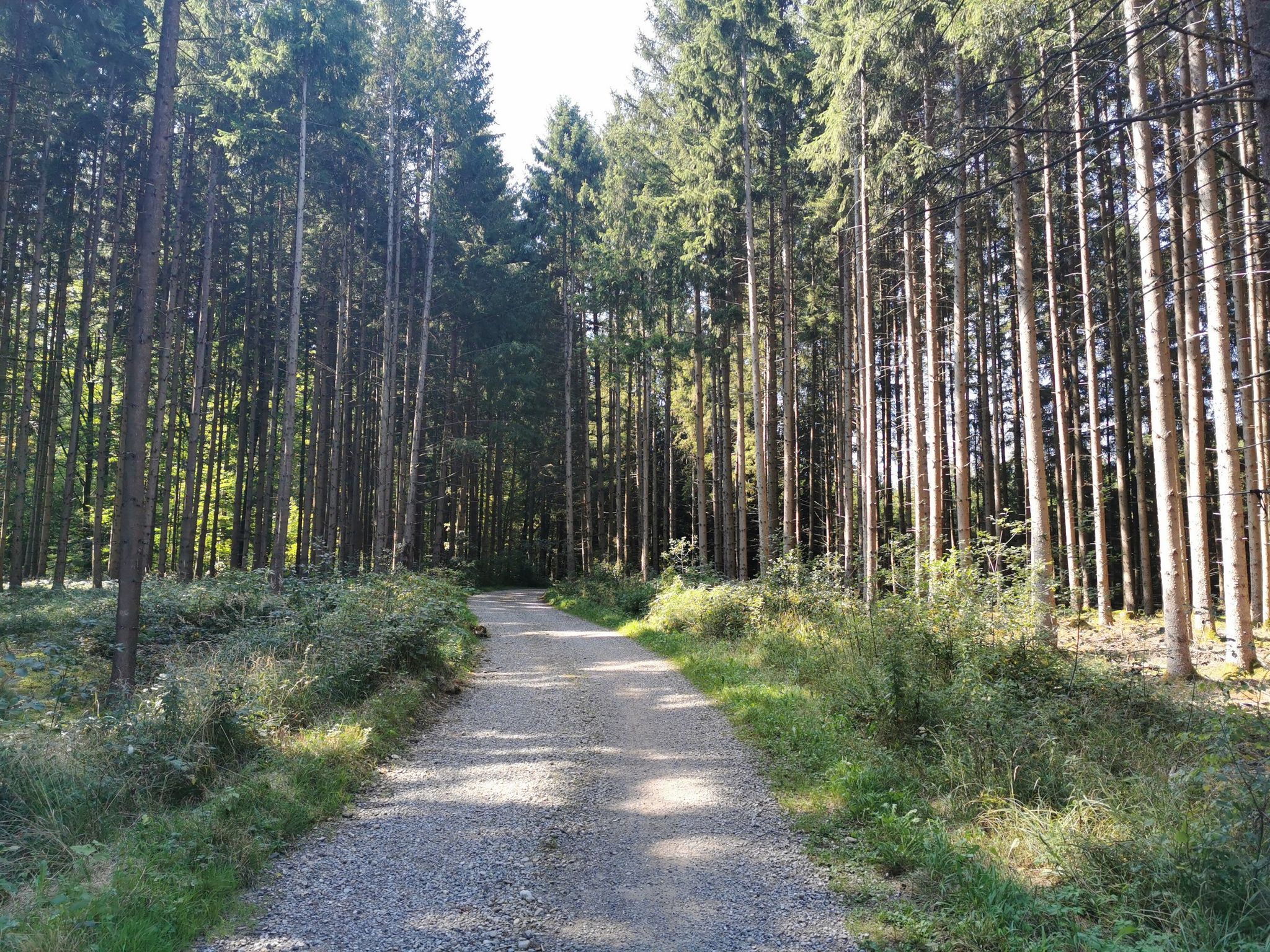 Der Radweg zwischen Westerheim und Ungerhausen ist "nur" gekiest (nicht so toll zu fahren)