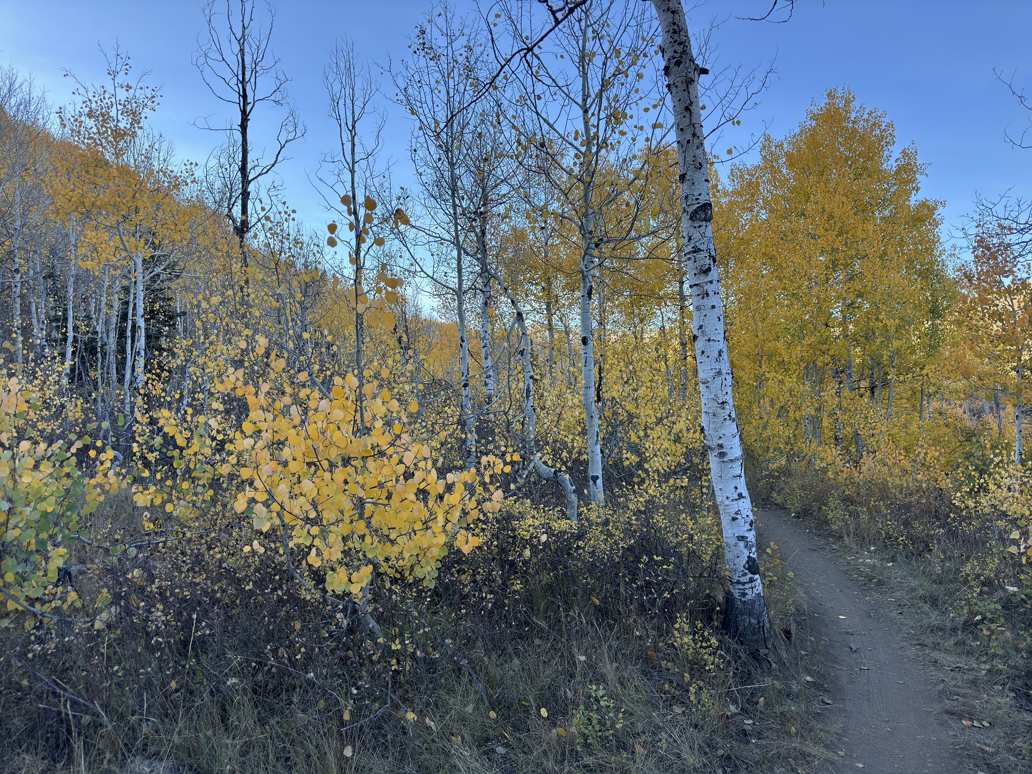 A dirt path winds through a vibrant forest of golden aspen trees. - Upper WOW