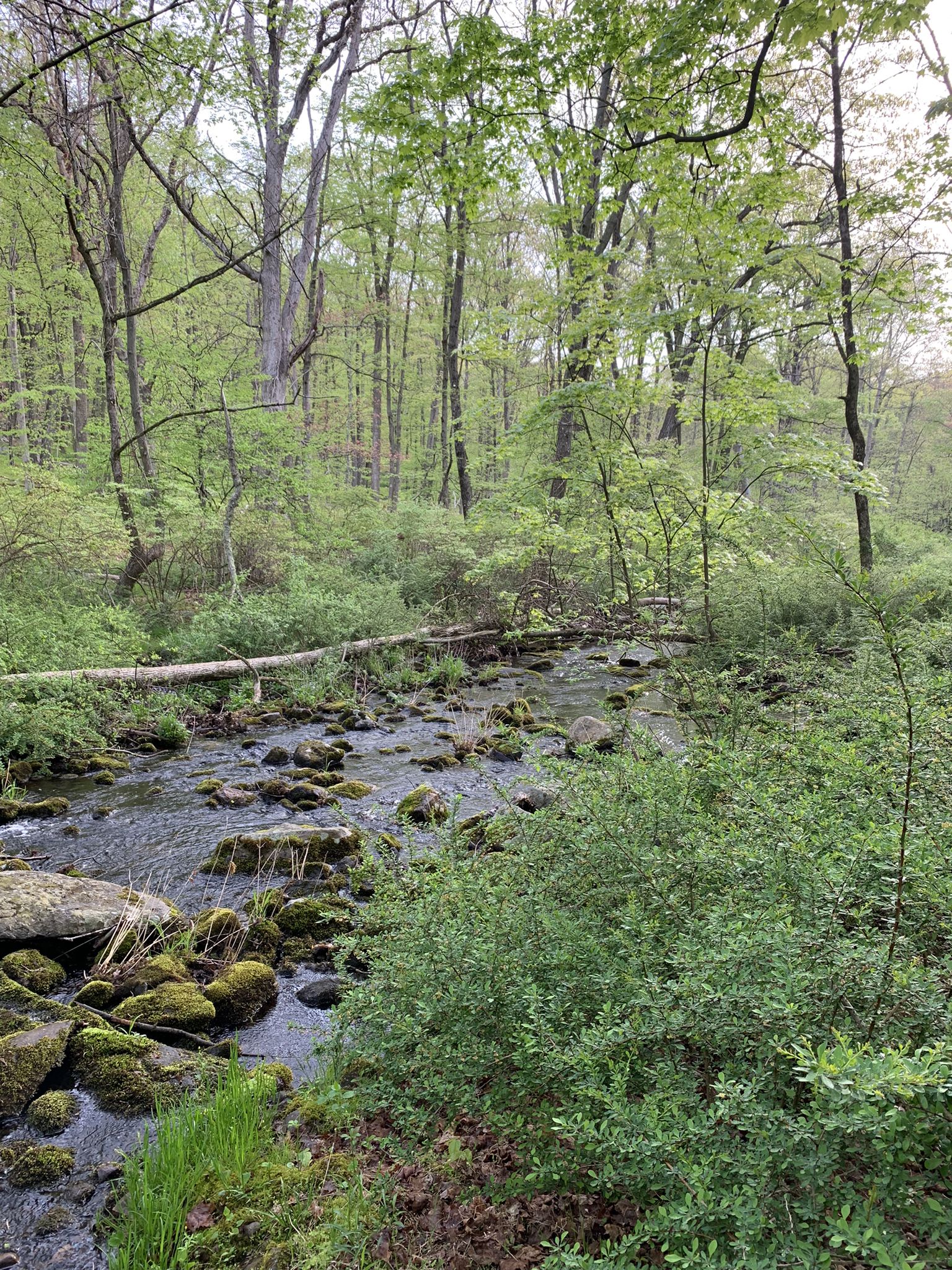 A rocky stream flows through a lush green forest under diffused light. - Beech Trail and Red Cross Trail Loop