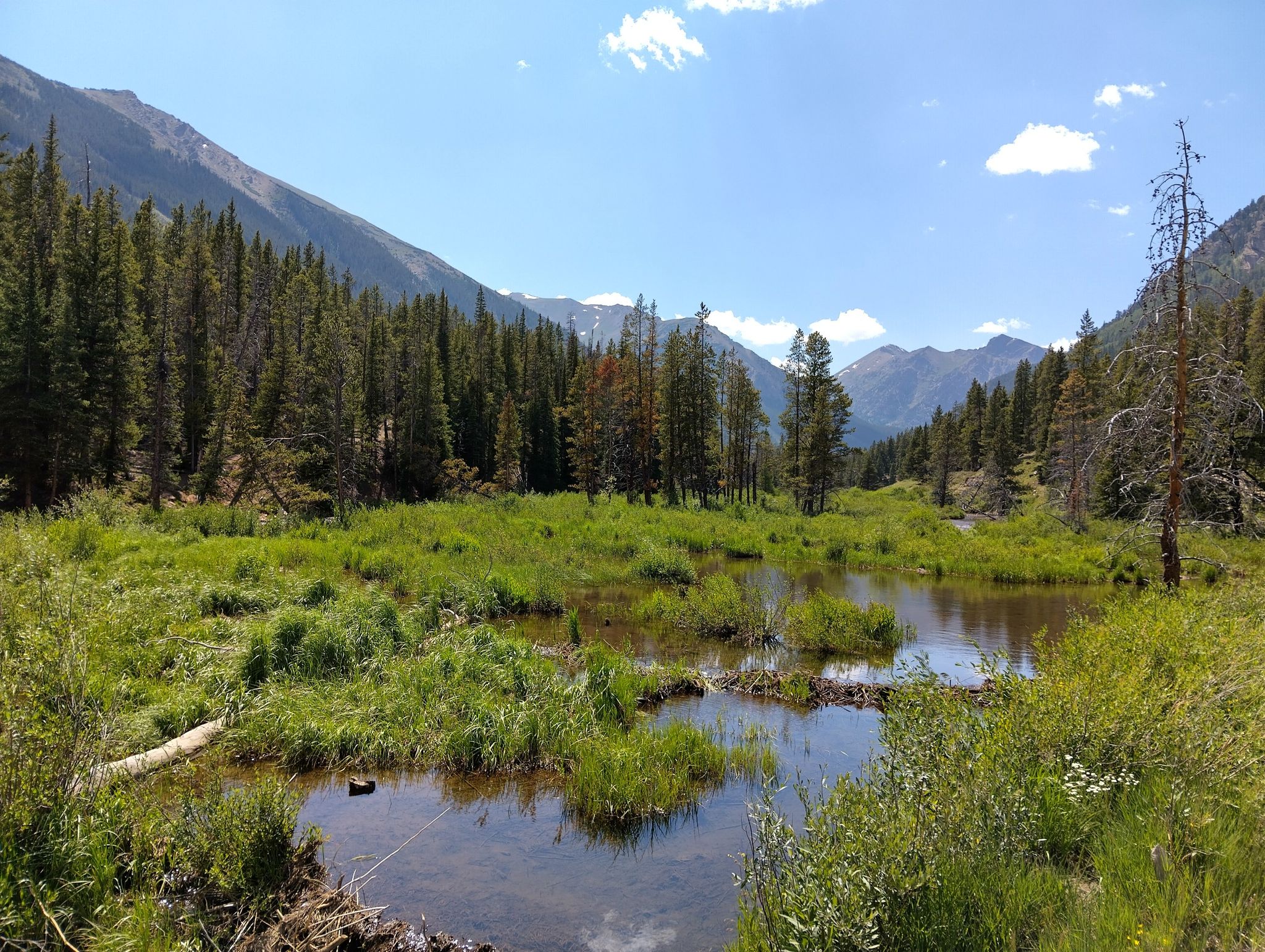 Sunny mountain valley with a marshy pond and dense pine forest. - Mount Massive Trail