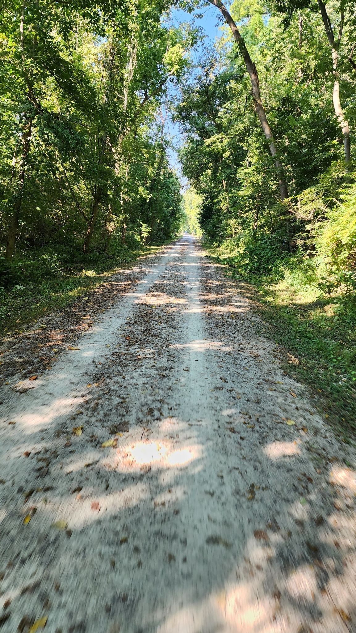 A sun-dappled dirt path stretches through a tunnel of green trees. - Katy Trail: Augusta to Defiance