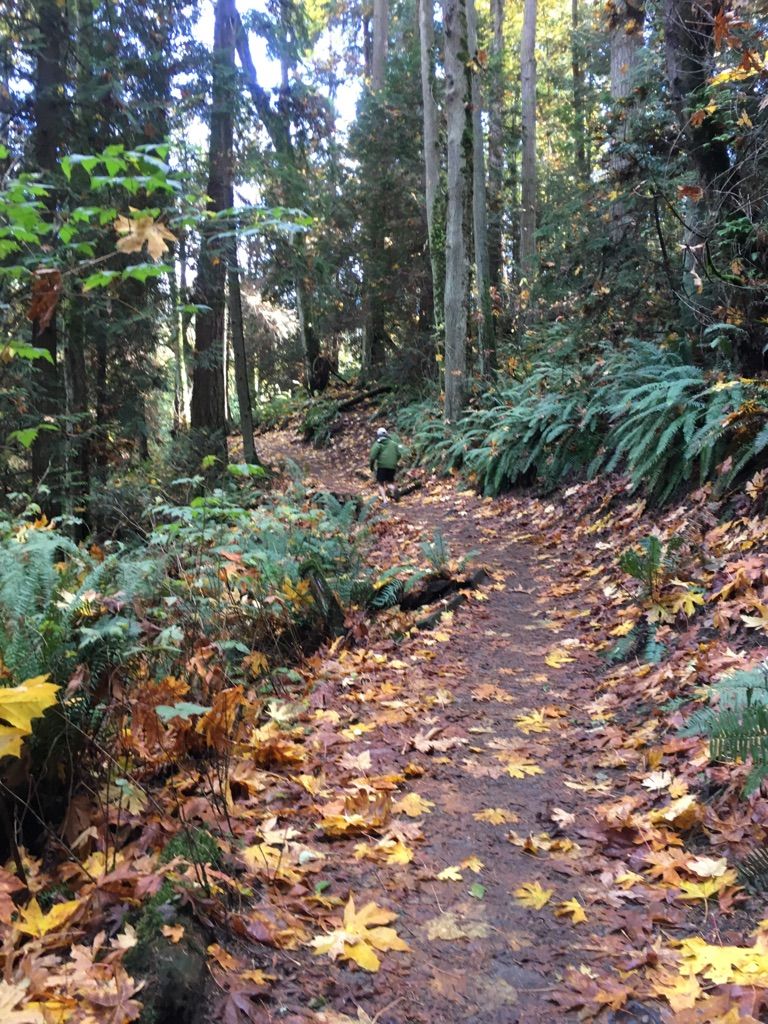 A forest path covered in vibrant autumn leaves, surrounded by trees and ferns. - Loop – Saint Edward State Park