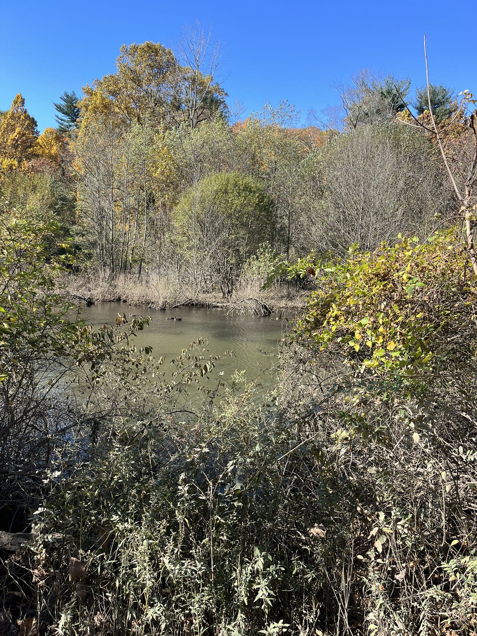 Small pond surrounded by dense, colorful autumn brush under a blue sky. - South County Trailway