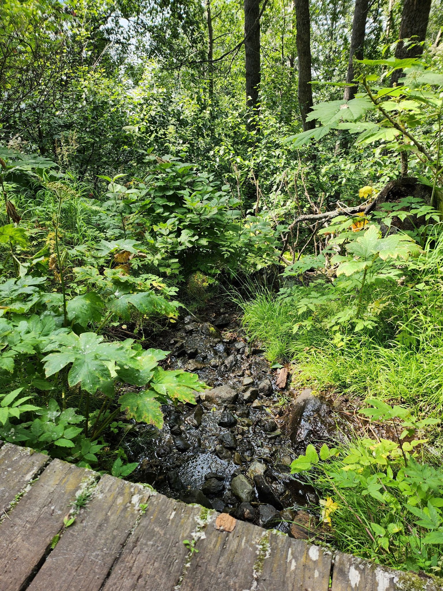 A small rocky stream flows through dense green forest under a wooden bridge. - Turnagain Arm Trail