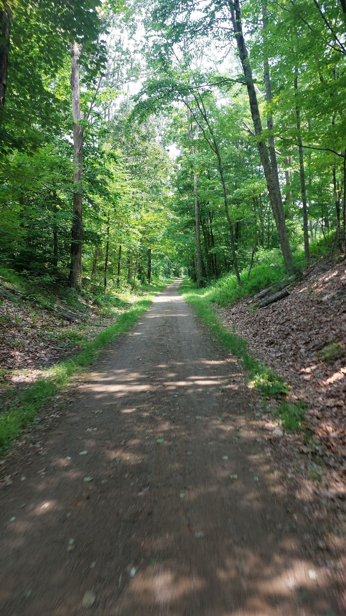 A sun-dappled dirt path winds through a dense green forest. - Glastonbury to Gay City State Park loop