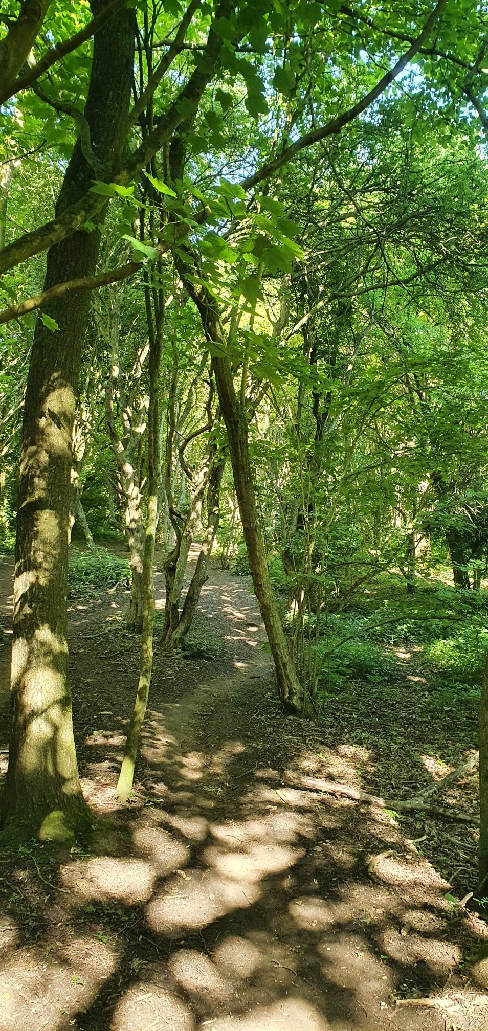 Stoney lane
