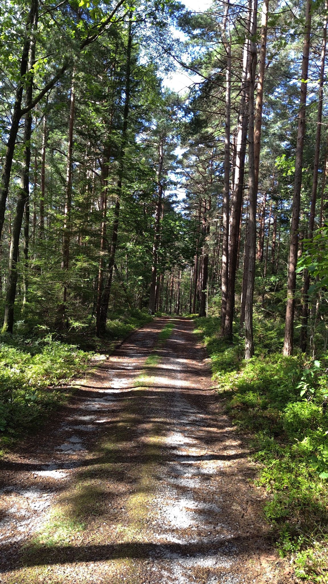 Berga skog