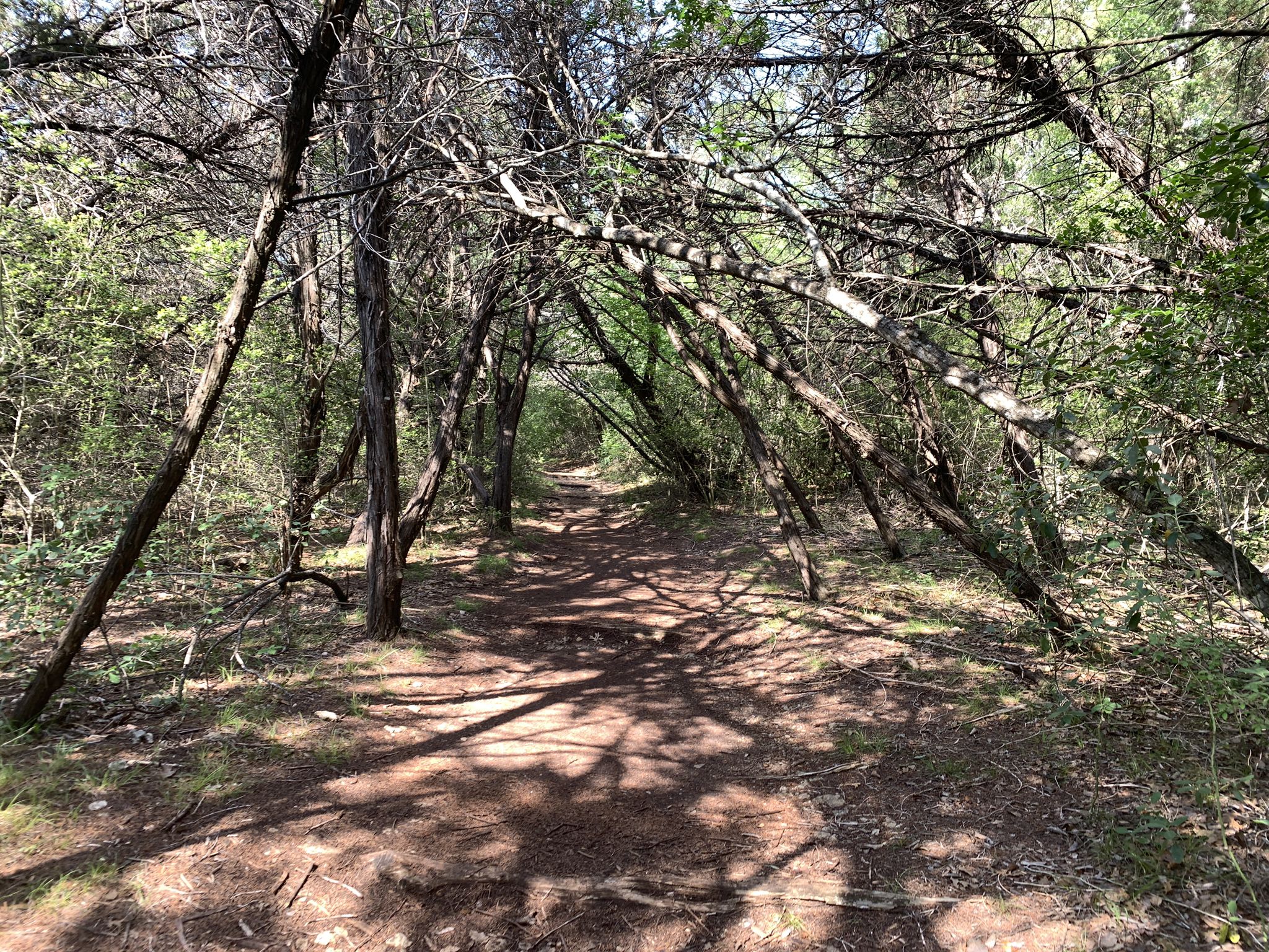 A sun-dappled dirt path winds through a tunnel of dense, arching trees. - Laurel, Yaupon, Possum and Arroyo Vista Loop