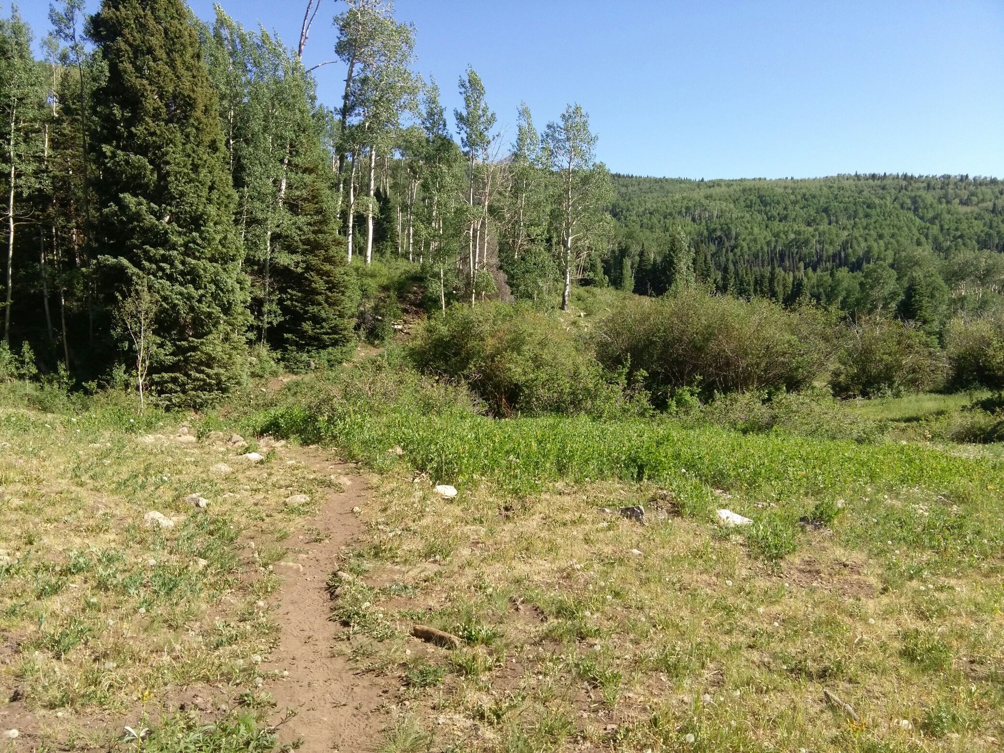 Sunny dirt path through a grassy clearing with scattered trees and forest. - Clark Lake Loop Trail