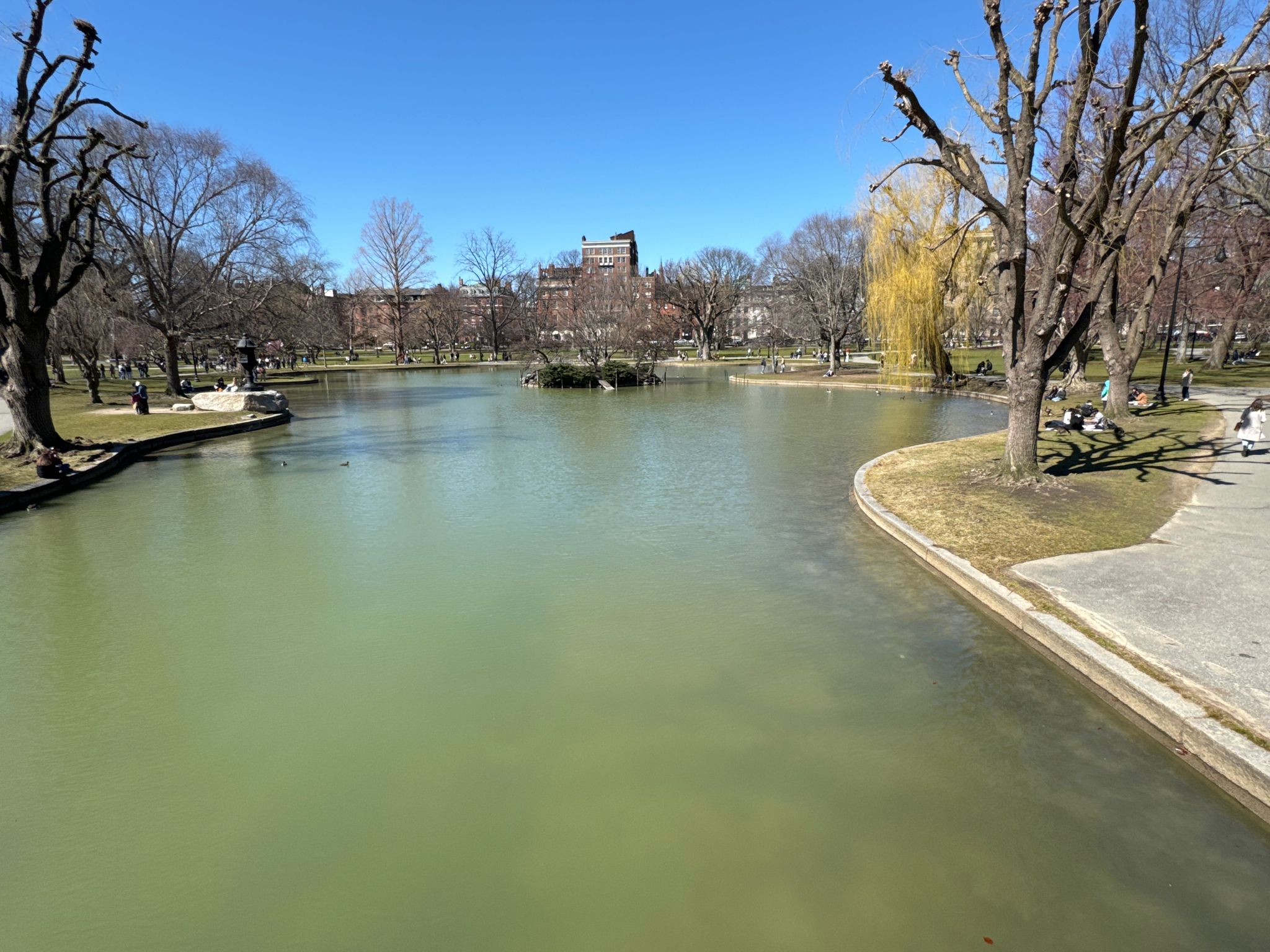 Green pond surrounded by bare trees and distant buildings, bright daylight. - The Freedom Trail