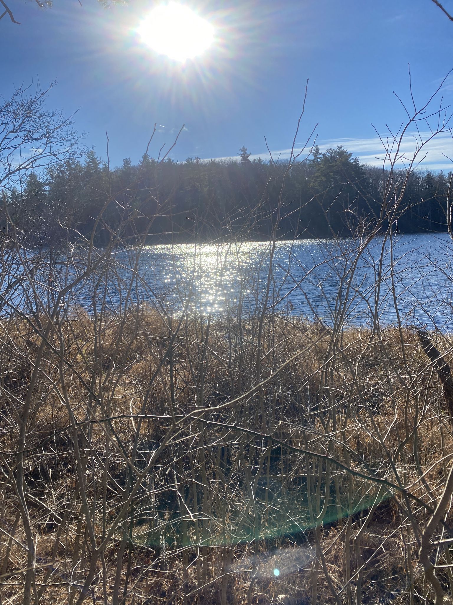 Sunny lake view through bare branches and dry grass on a bright day. - Heald Pond Trail
