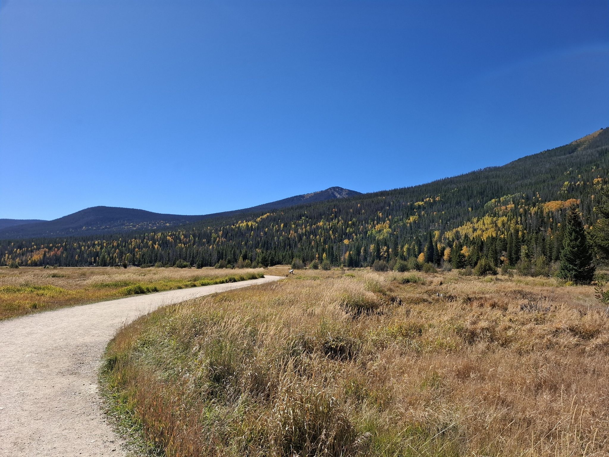 Winding dirt path through a golden meadow, forested mountains, and clear blue sky. - Grand Ditch Trail