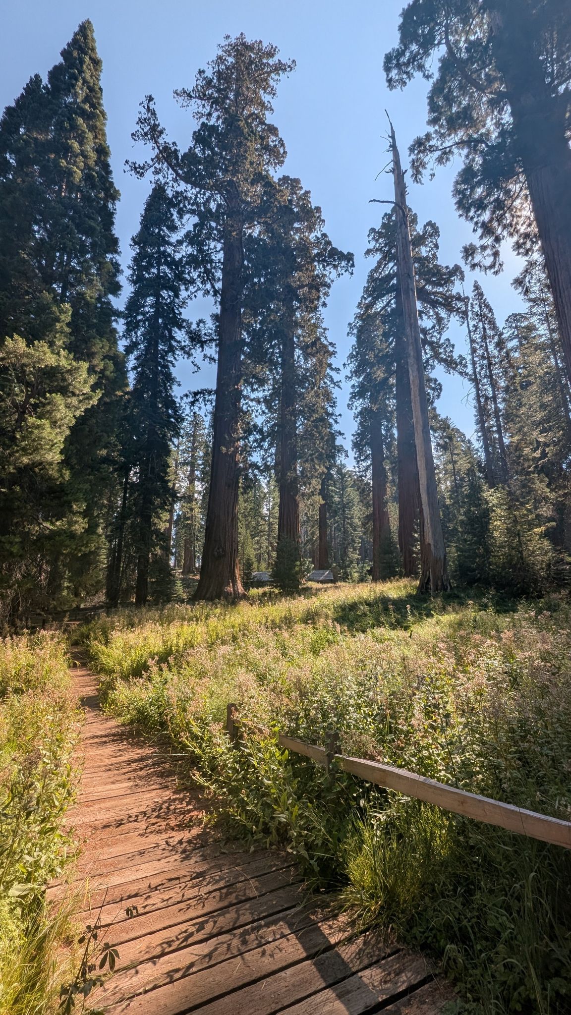 A wooden boardwalk winds through a sunlit forest with tall trees and green grass. - Mariposa Cabin Trail