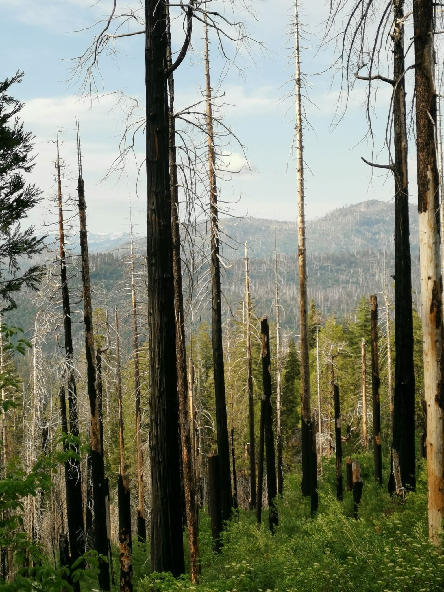 Tall, charred trees stand among new green growth with distant mountains. - Tuolumne Grove of Giant Sequoias to O'Shaughnessy Dam via Hetch Hetchy Road