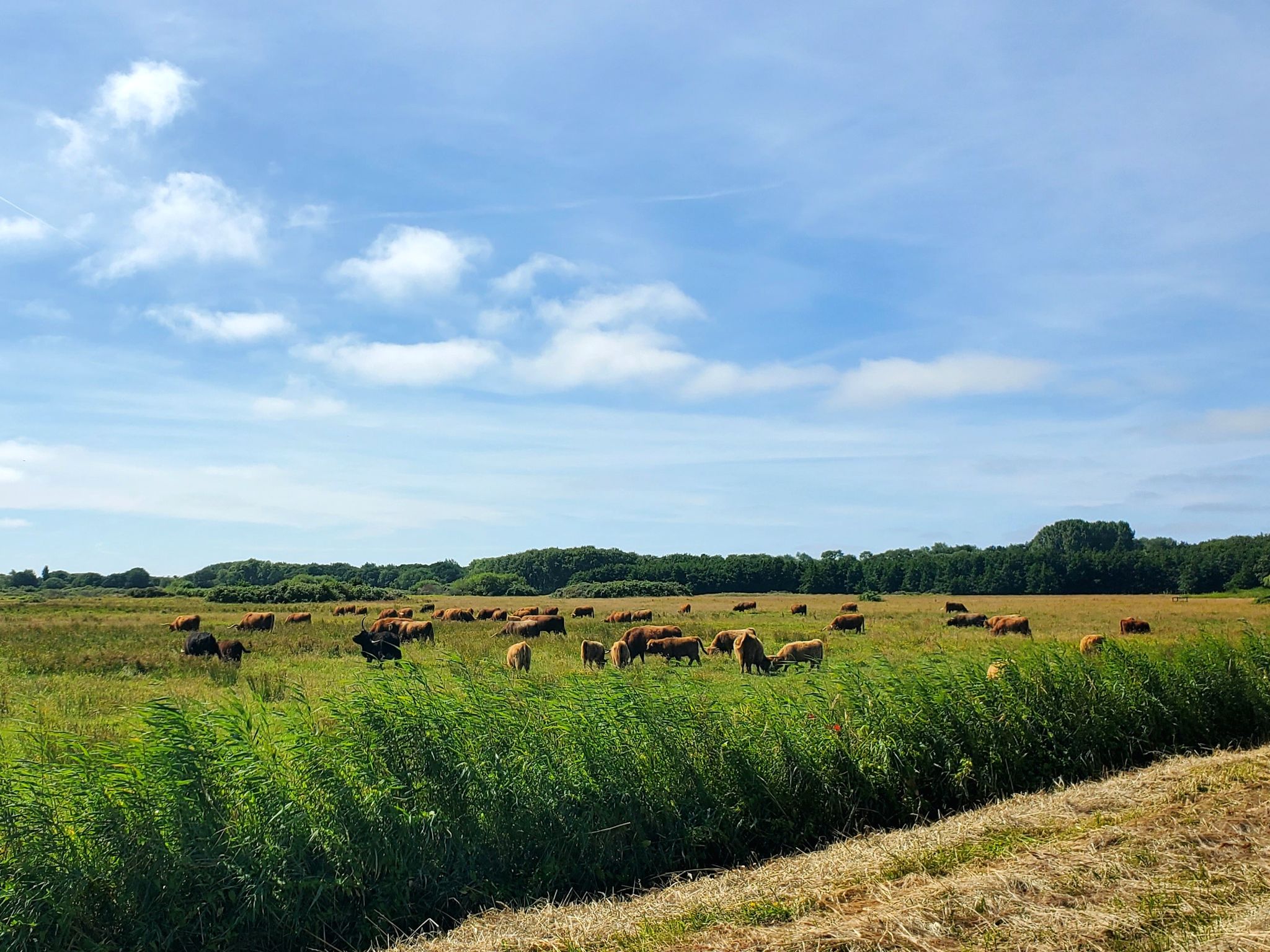 Kudde Schotse Hooglanders, Lentevreugd, Wassenaar