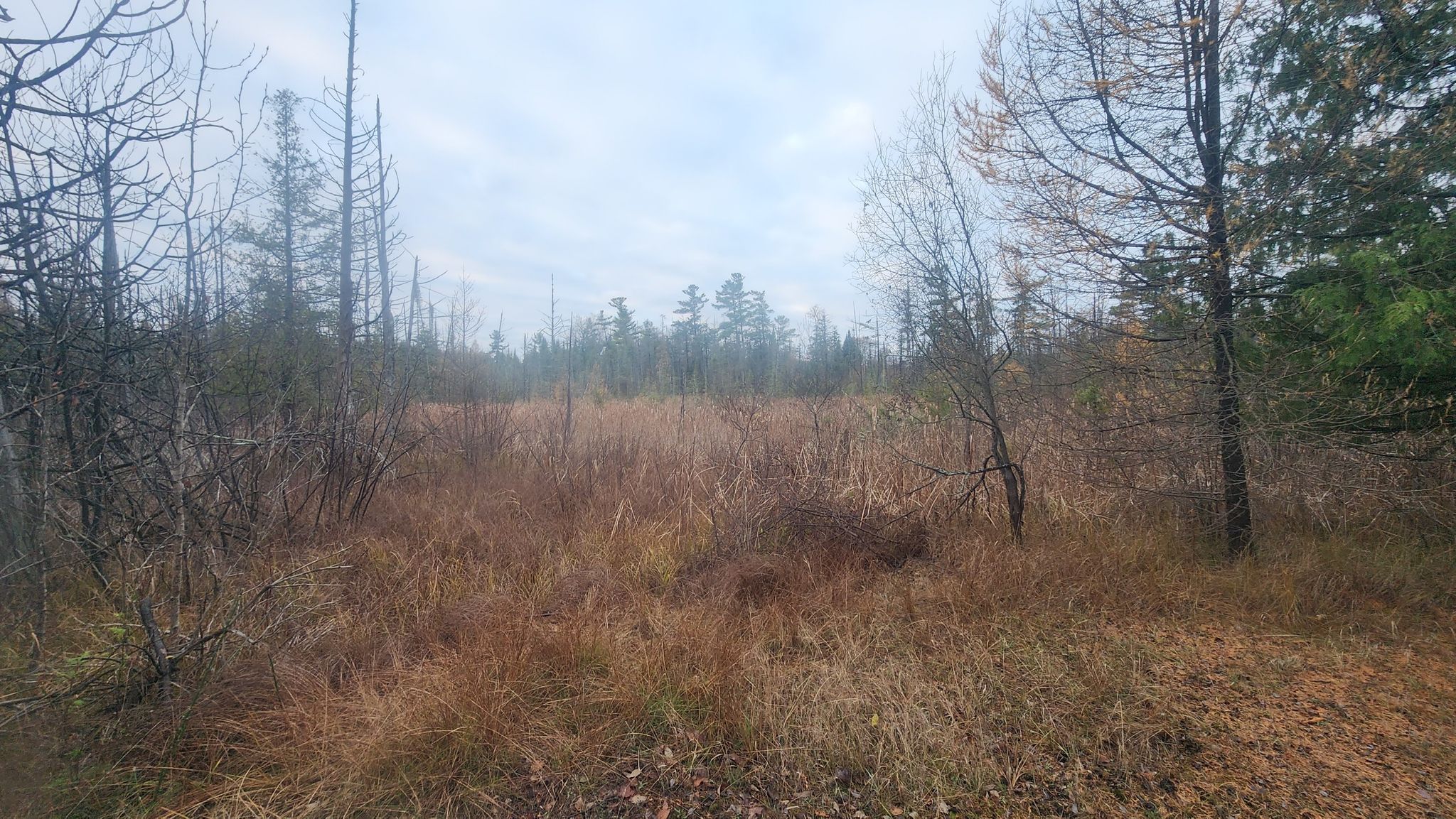 Expansive field of dry grass and sparse trees under an overcast sky. - Boardman/Ottaway River Trail