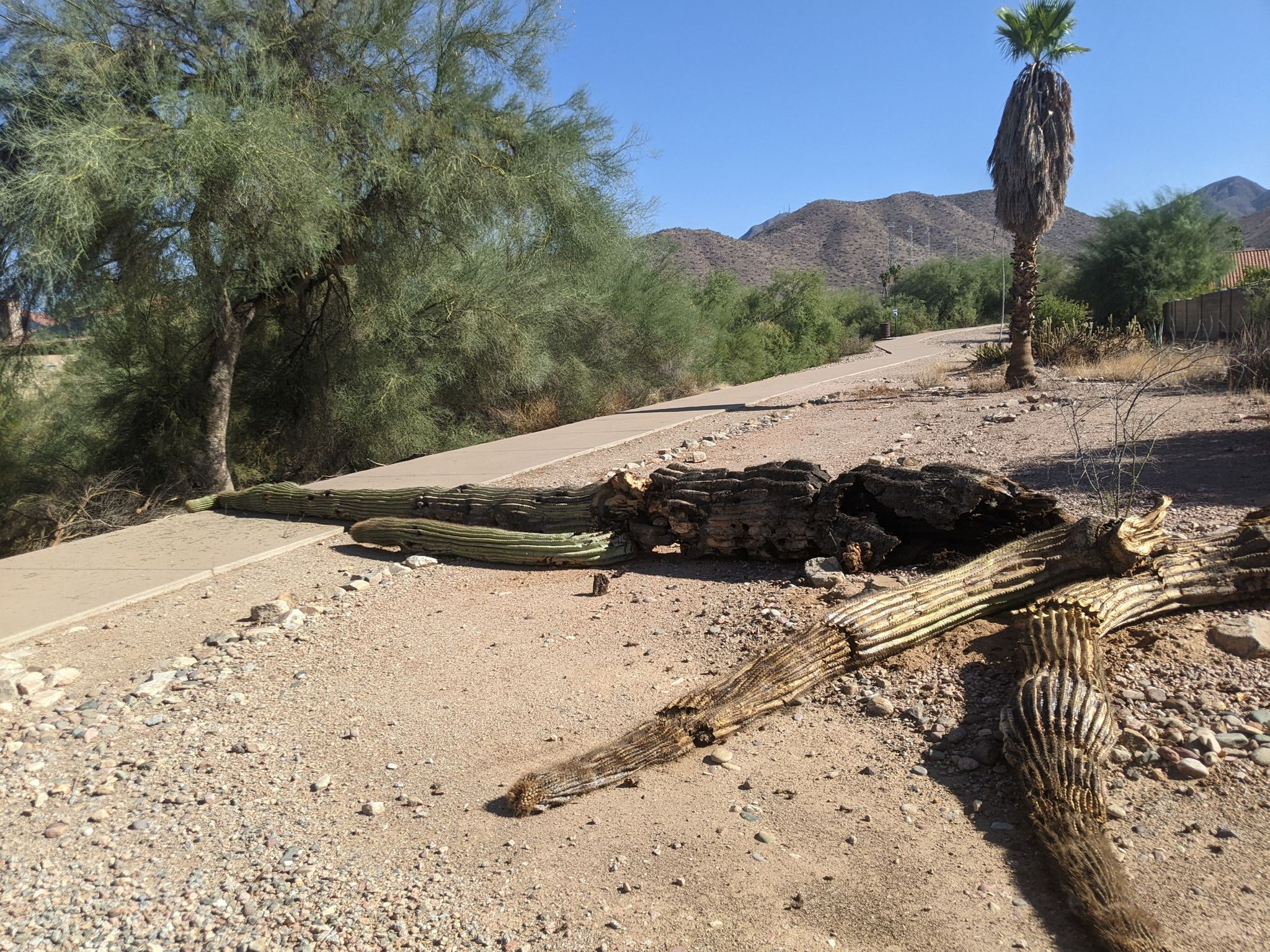 Broken saguaro cacti lie across a sunny desert path with mountains. - Taliesin and Quartz Trail Loop
