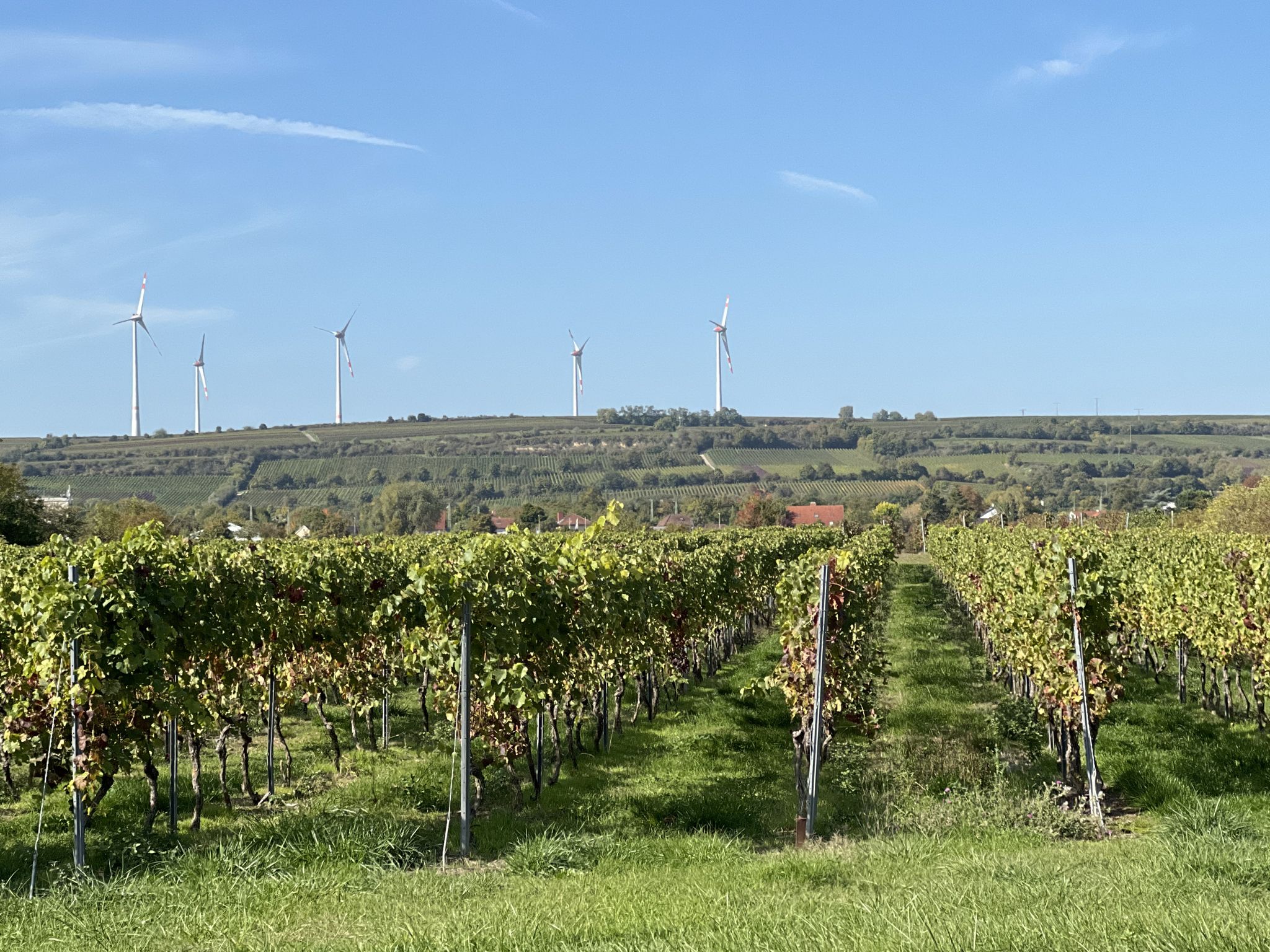 Blick über die Reben nach Guntersblum