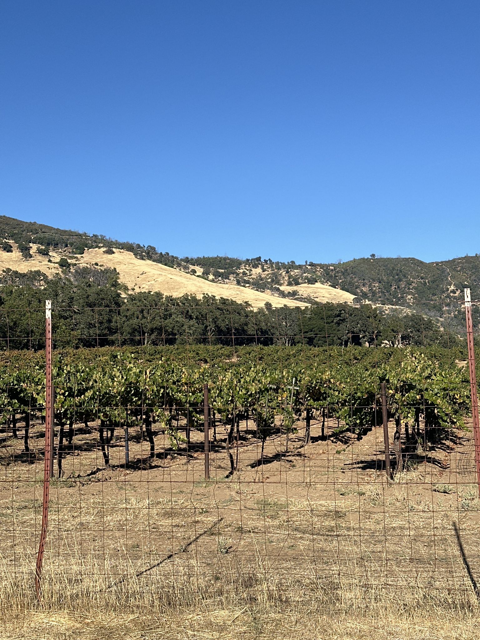 Vineyard rows behind a fence, with golden hills under a clear sky. - Redwood Valley loop