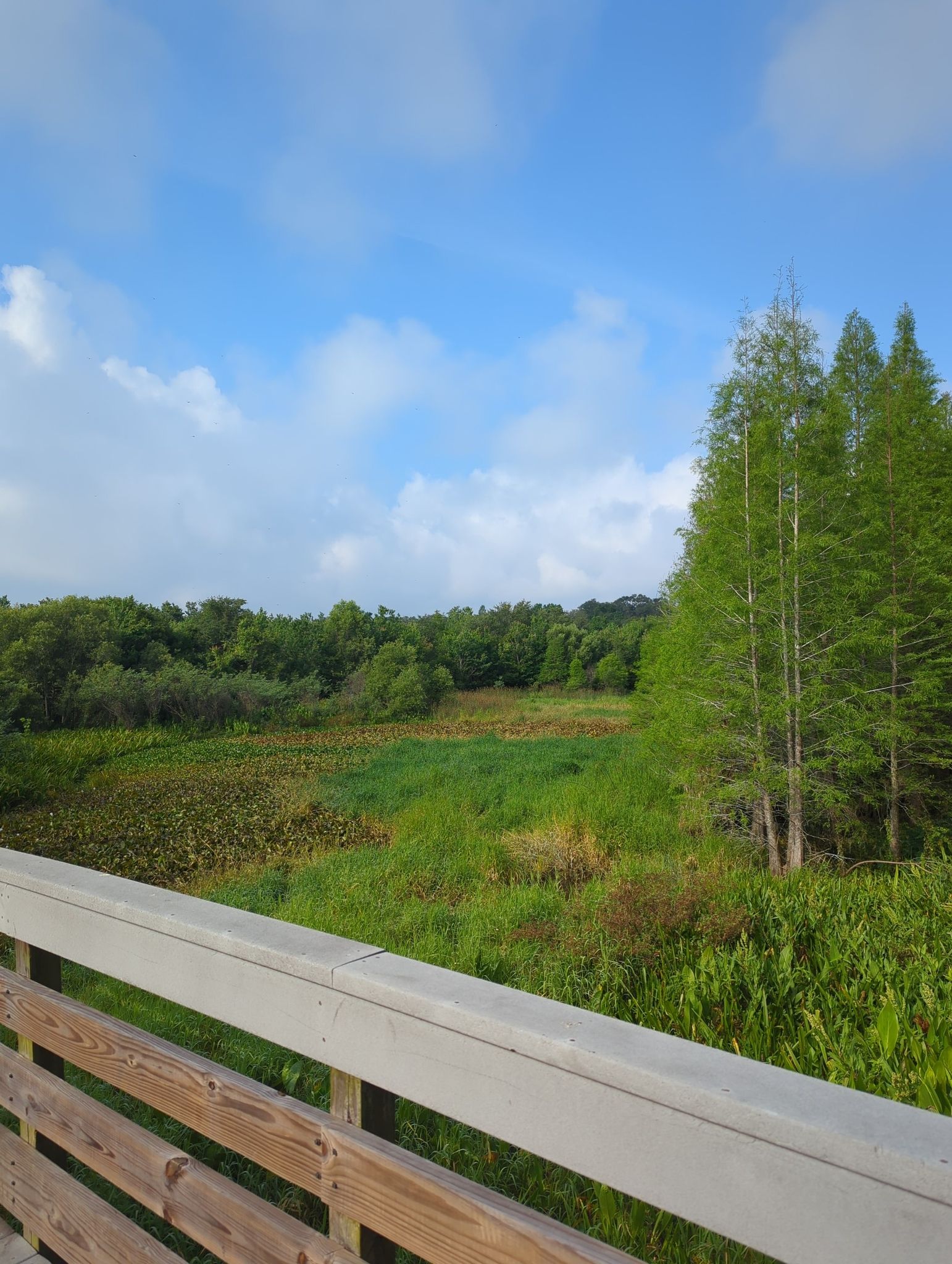 Bright wetland scene with green marsh, tall trees, and a wooden railing. - Kapok Park Loop