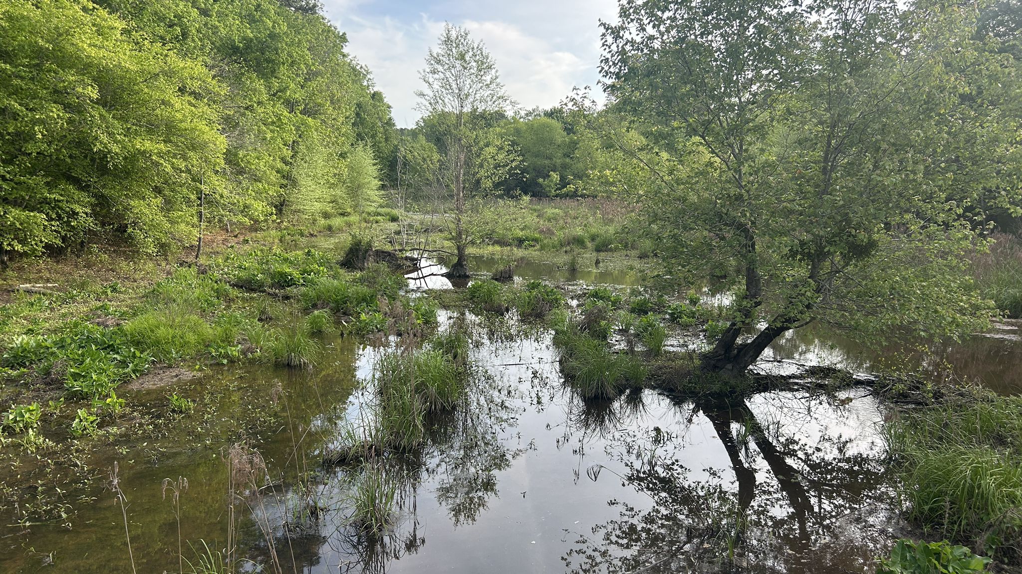 A lush green wetland with standing water, tall grasses, and trees. - Neuse River Trail