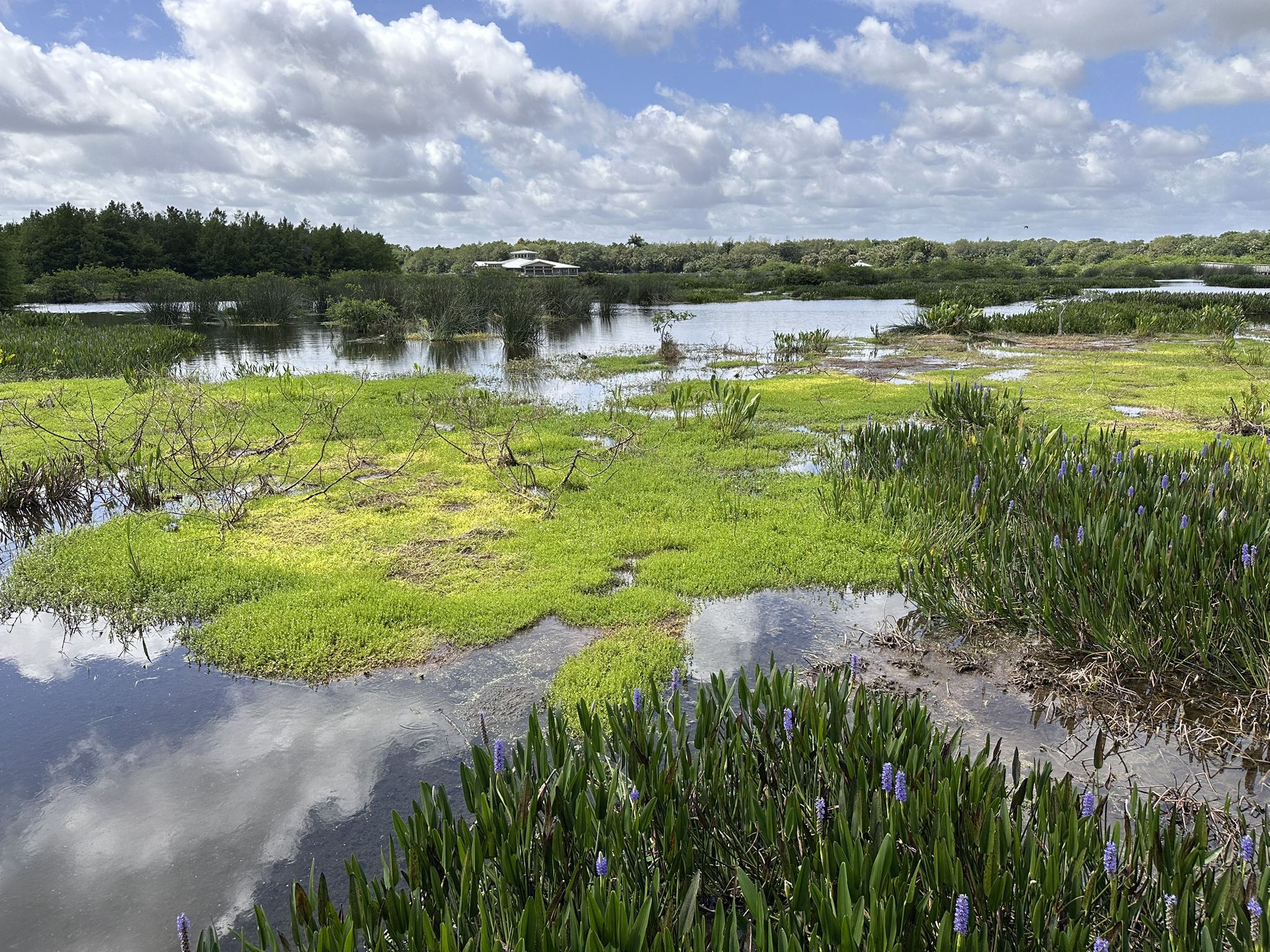 Vast wetland landscape with green plants, open water, and a cloudy sky. - North Loop