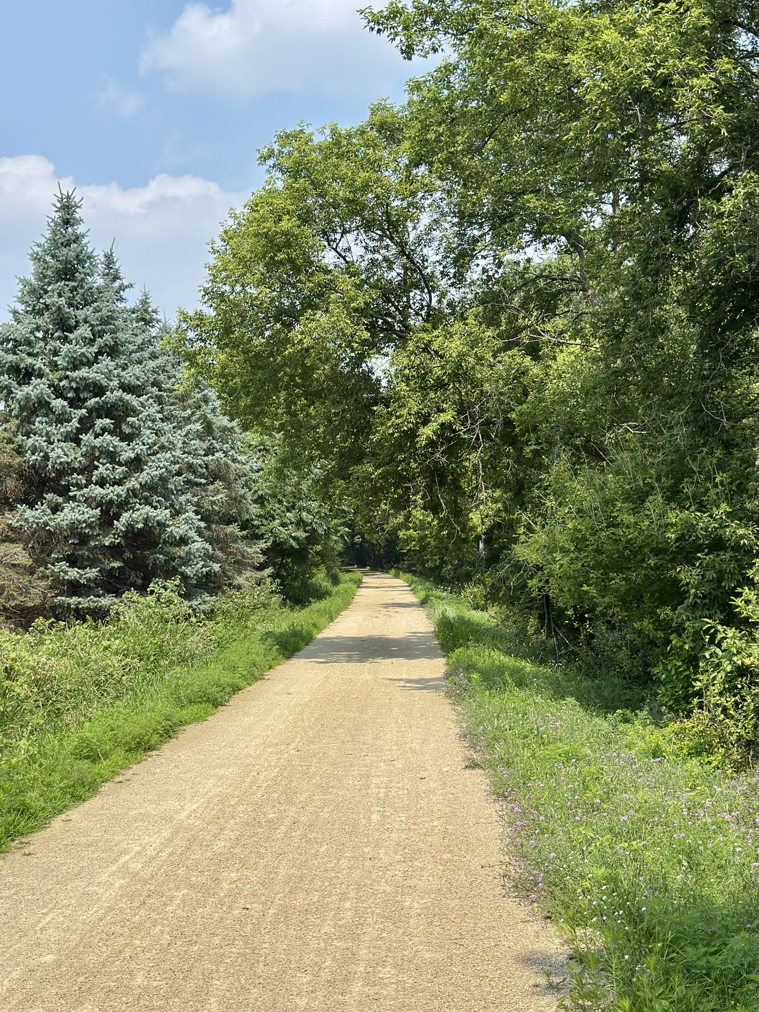 Dirt path lined by green trees and a large evergreen under a blue sky. - Minnesota River Bluffs Trail – Shady Oak Lake loop from Round Lake Beach