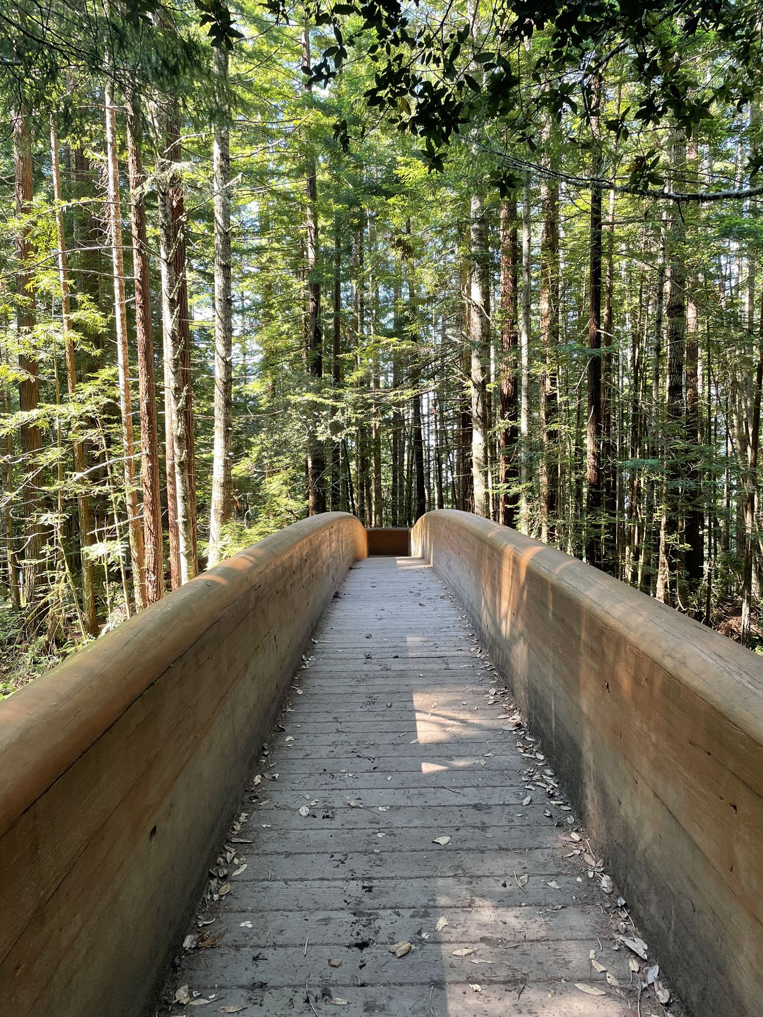 A wooden pedestrian bridge curves through a sunlit forest of tall trees. - Lost Man Trail loop from Redwood Creek Trailhead Parking