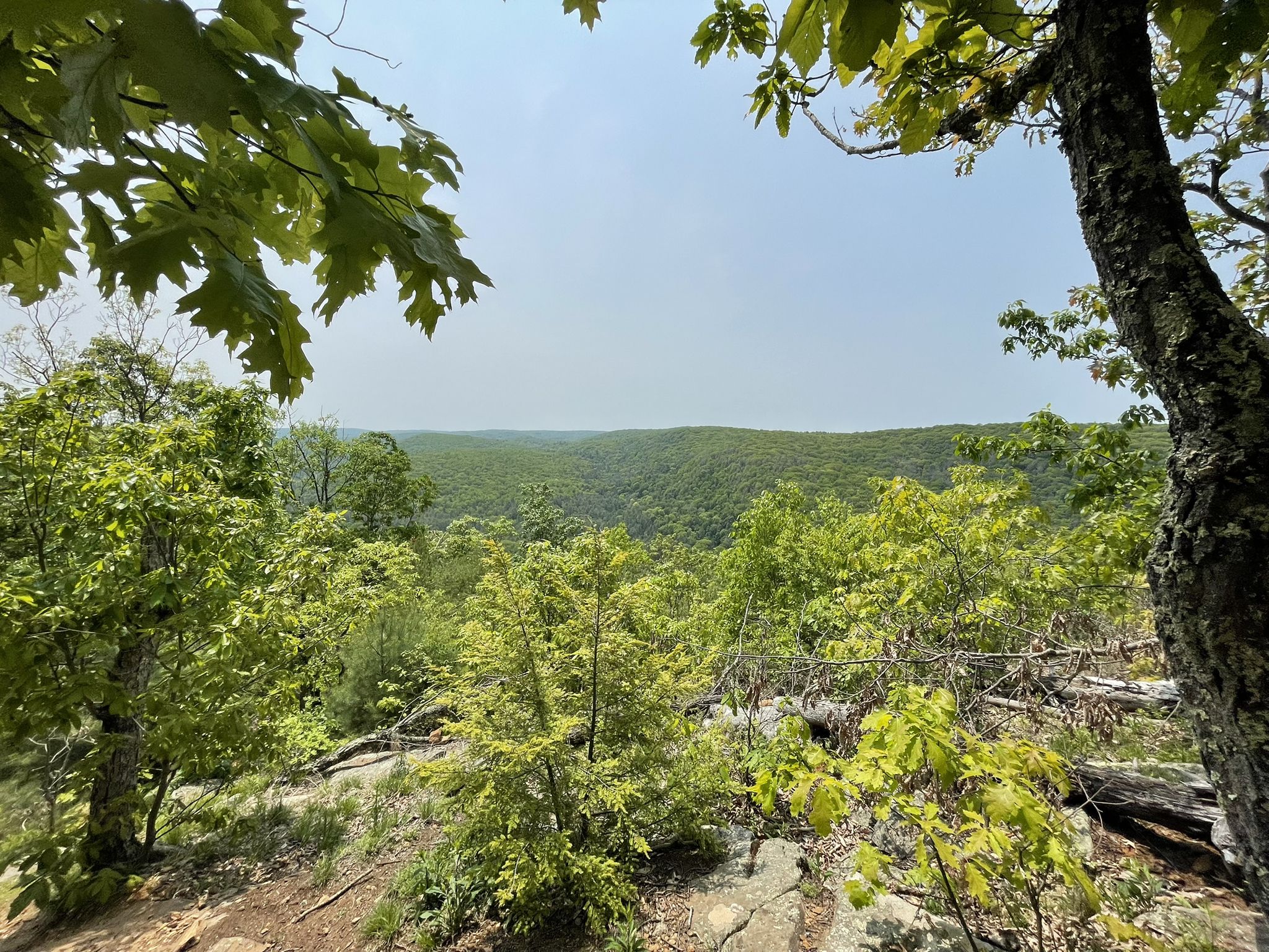 Sunny view of a dense green forest valley from a rocky, tree-lined cliff. - Jessie Gerard Trail
